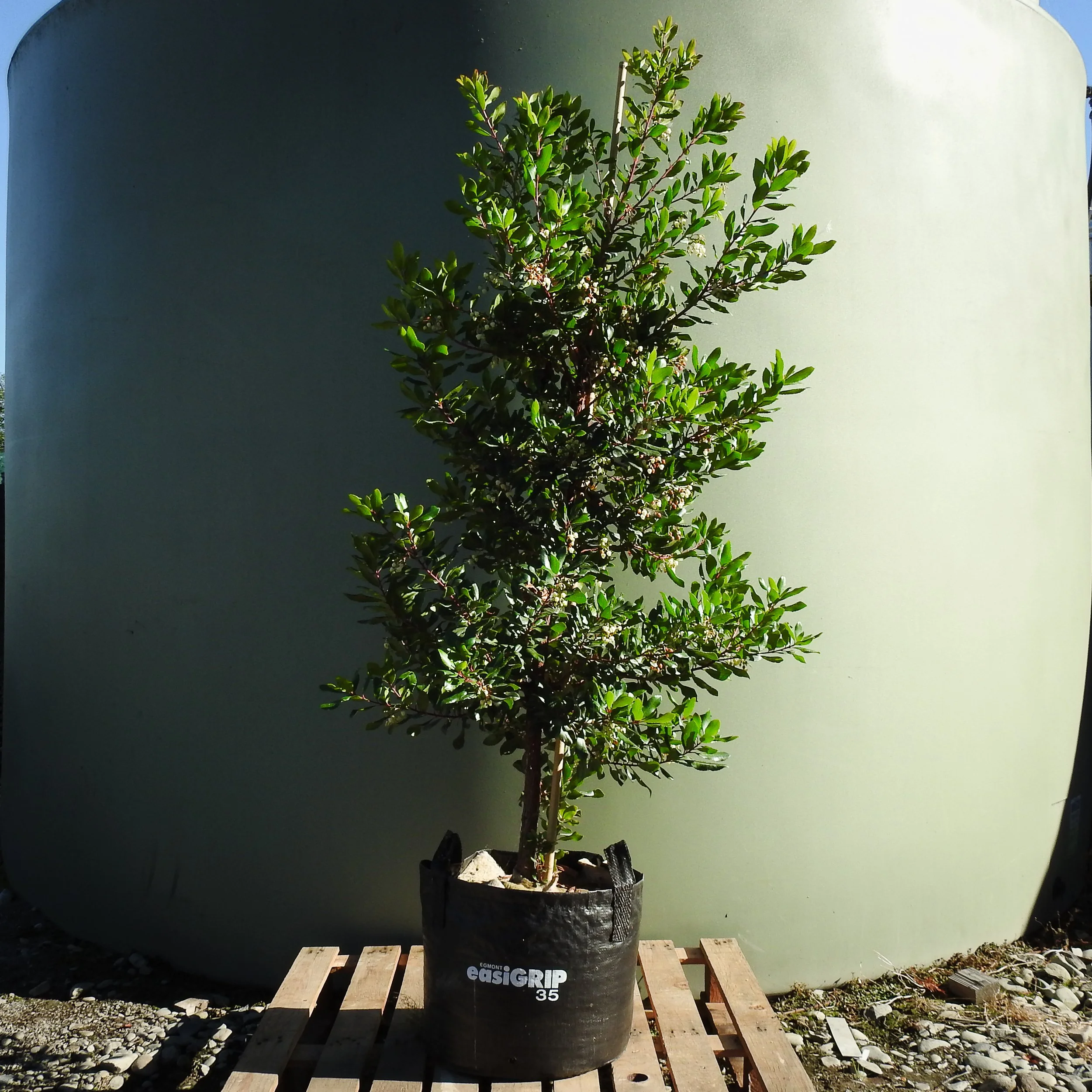 Arbutus unedo.jpg