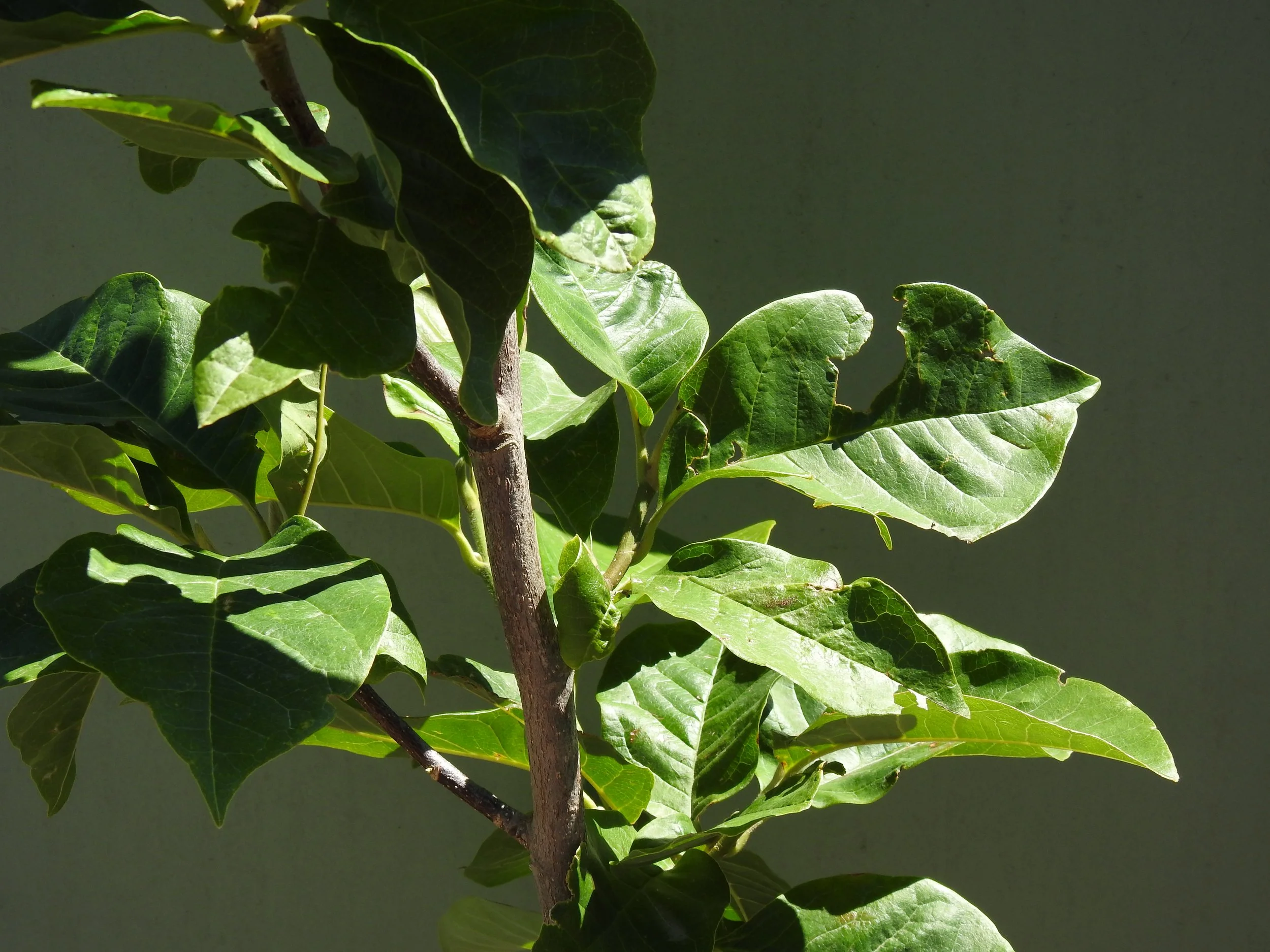 Close up Magnolia Black Tulip.JPG