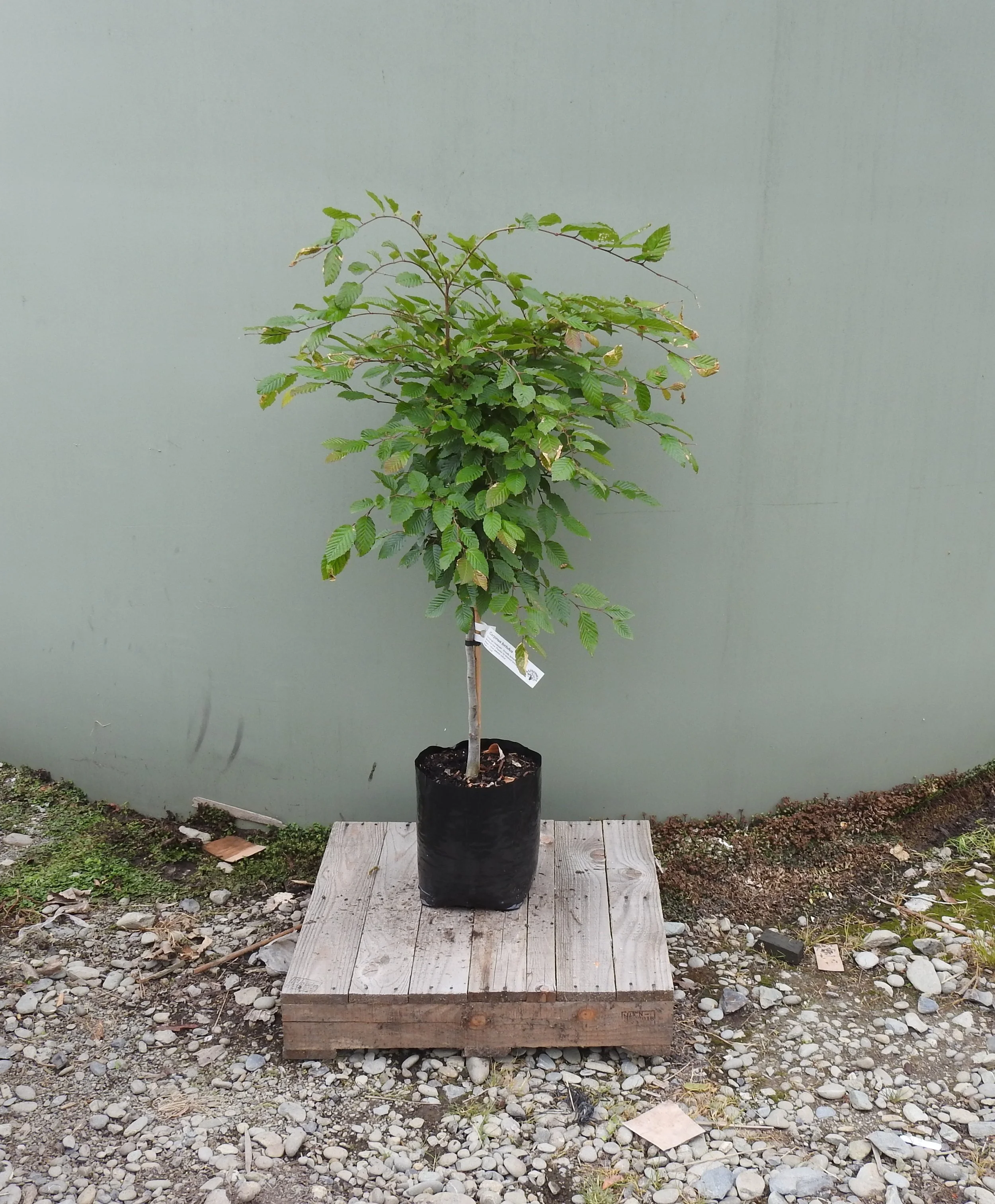 Carpinus Betulus.JPG