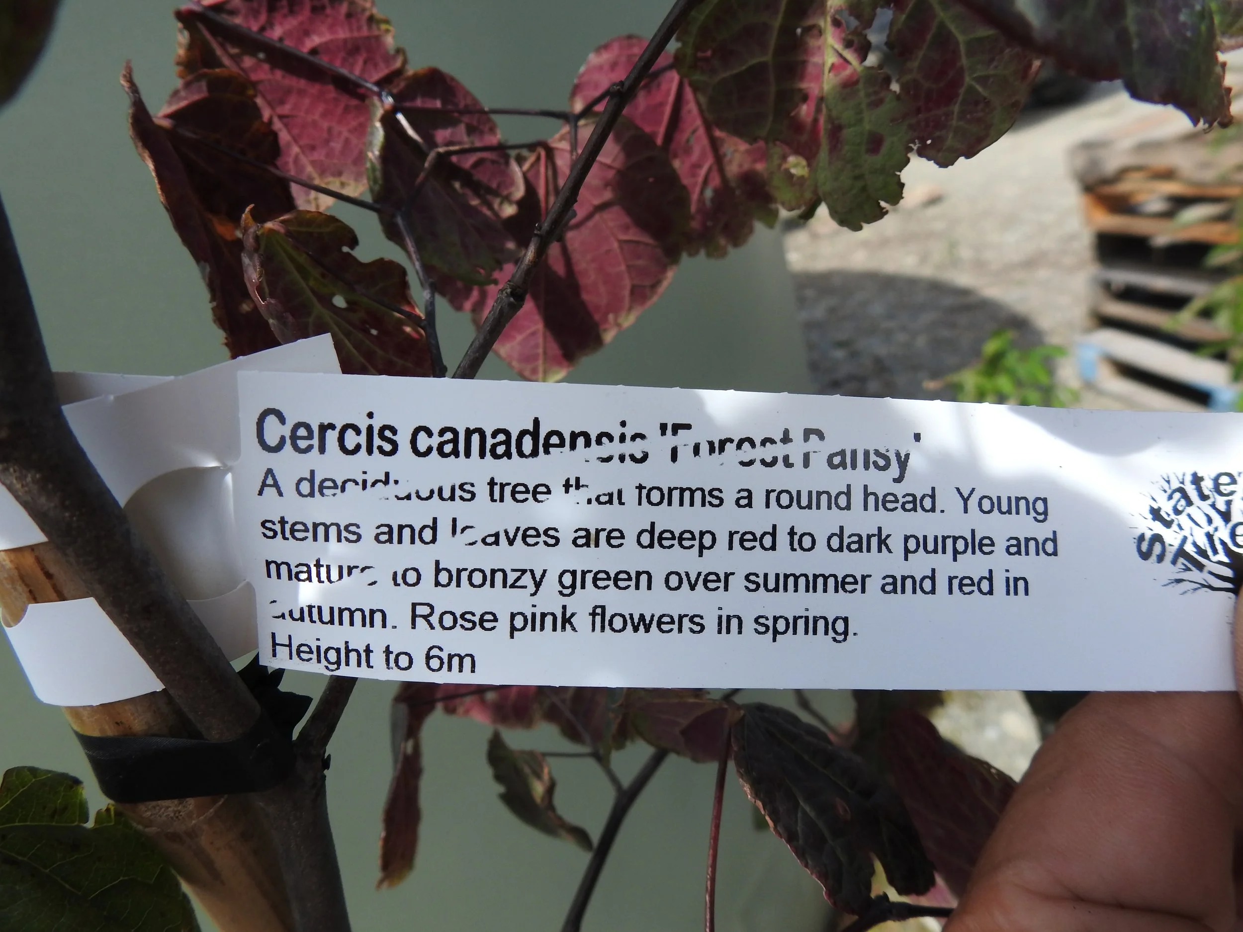 Description Cercis Canadensis Forest Pansy.JPG