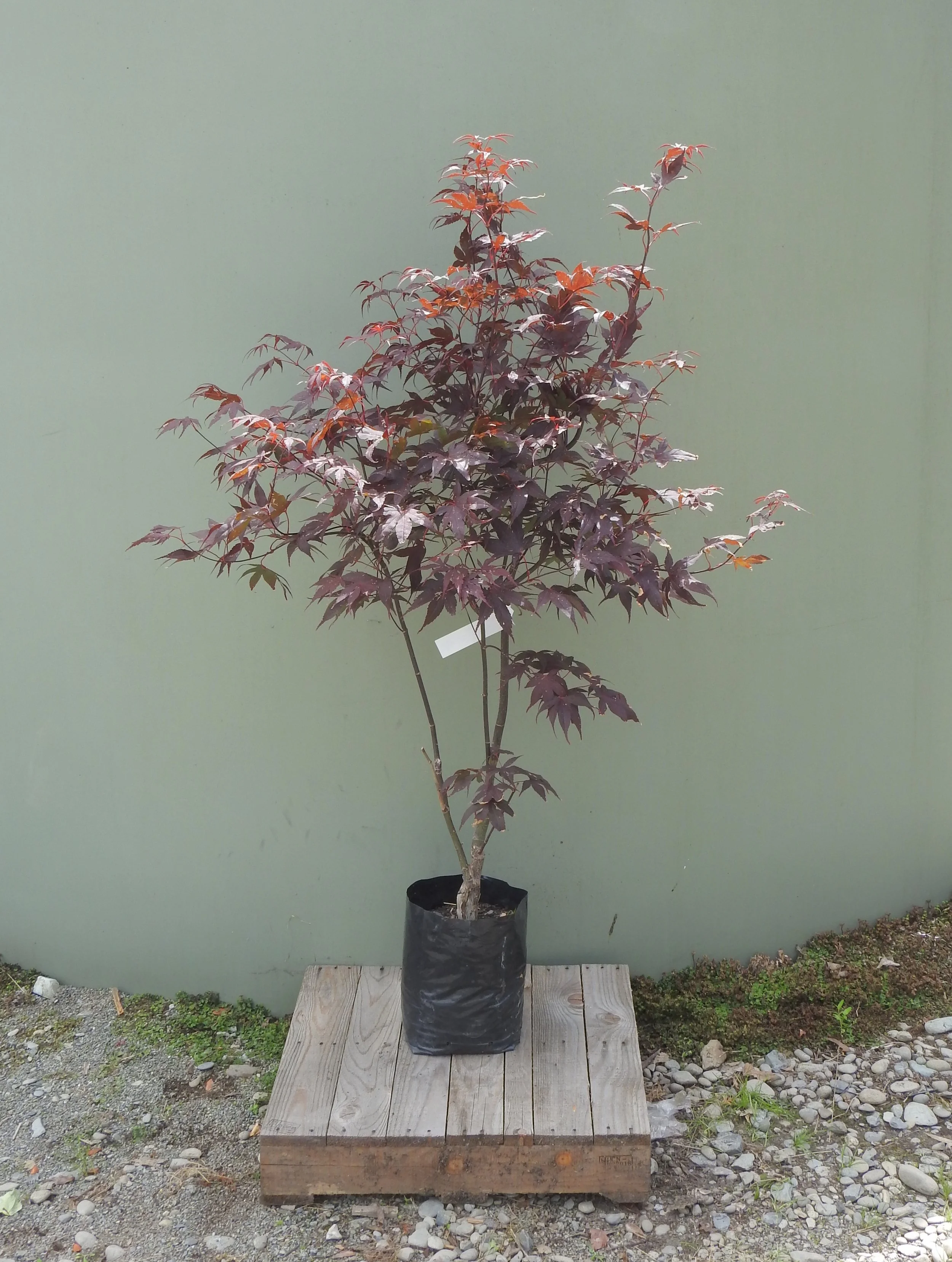 Acer palmatum 'Bloodgood'