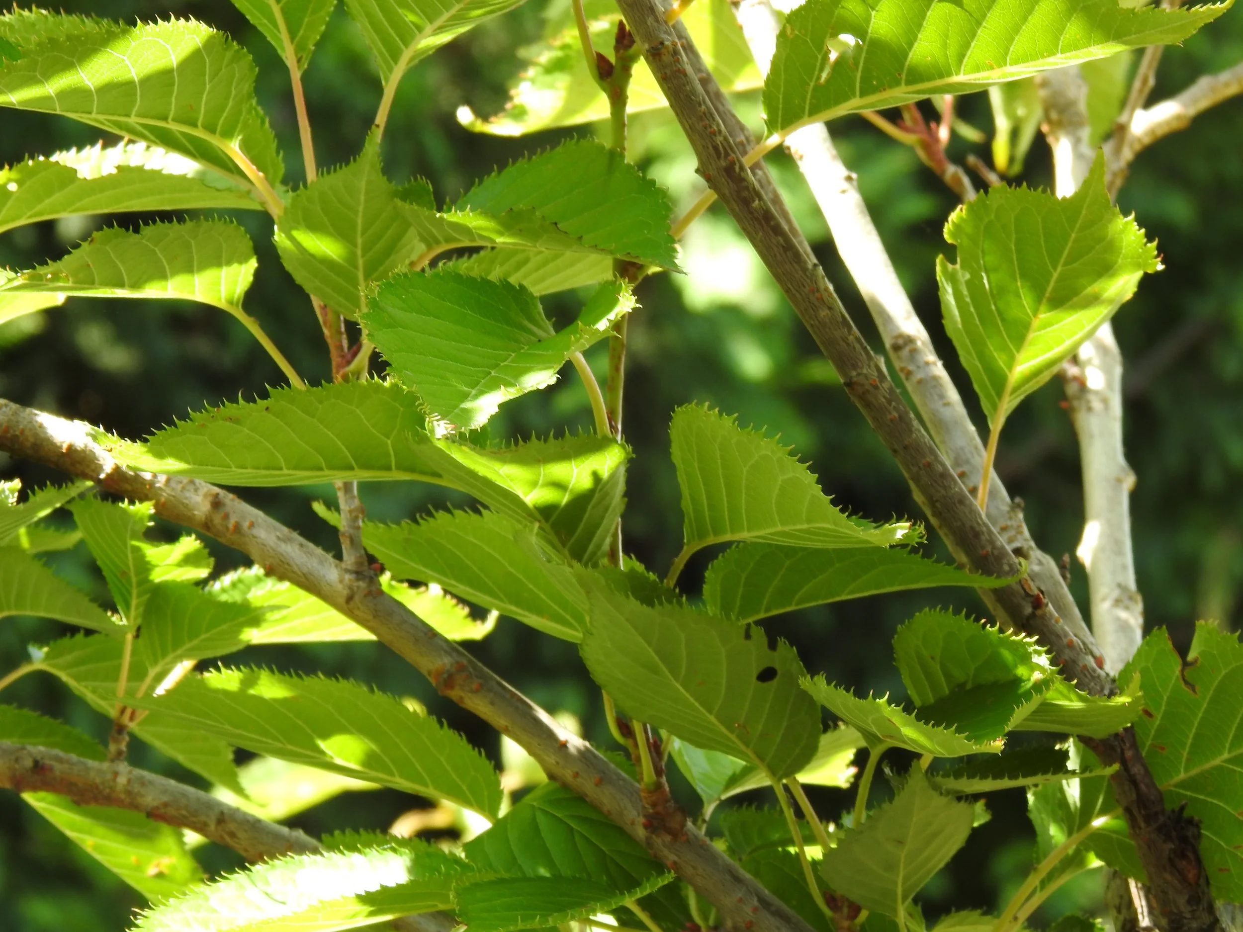 Close up Prunus Pink Perfection.JPG