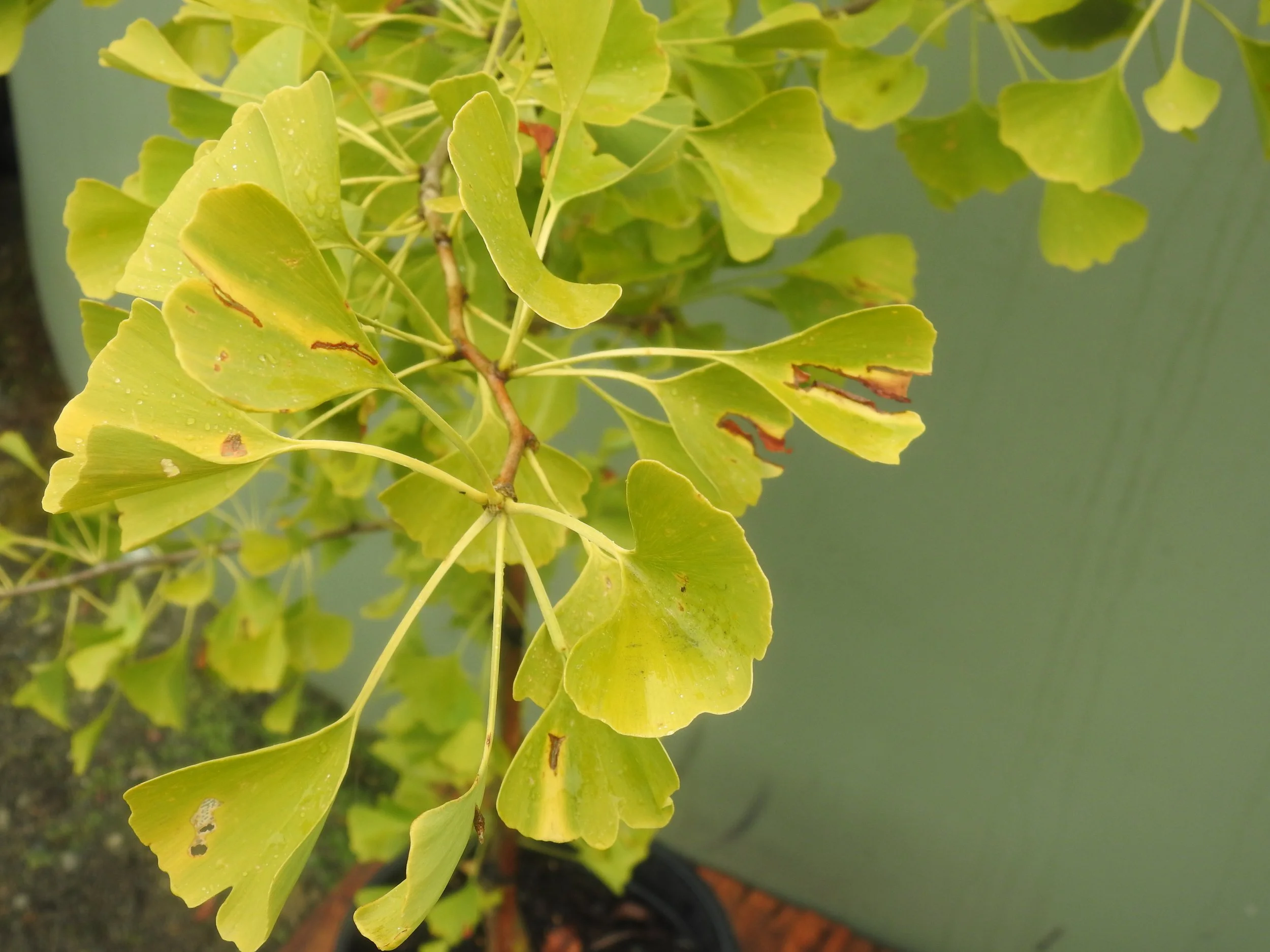 Close up Ginko Autumn Gold.JPG