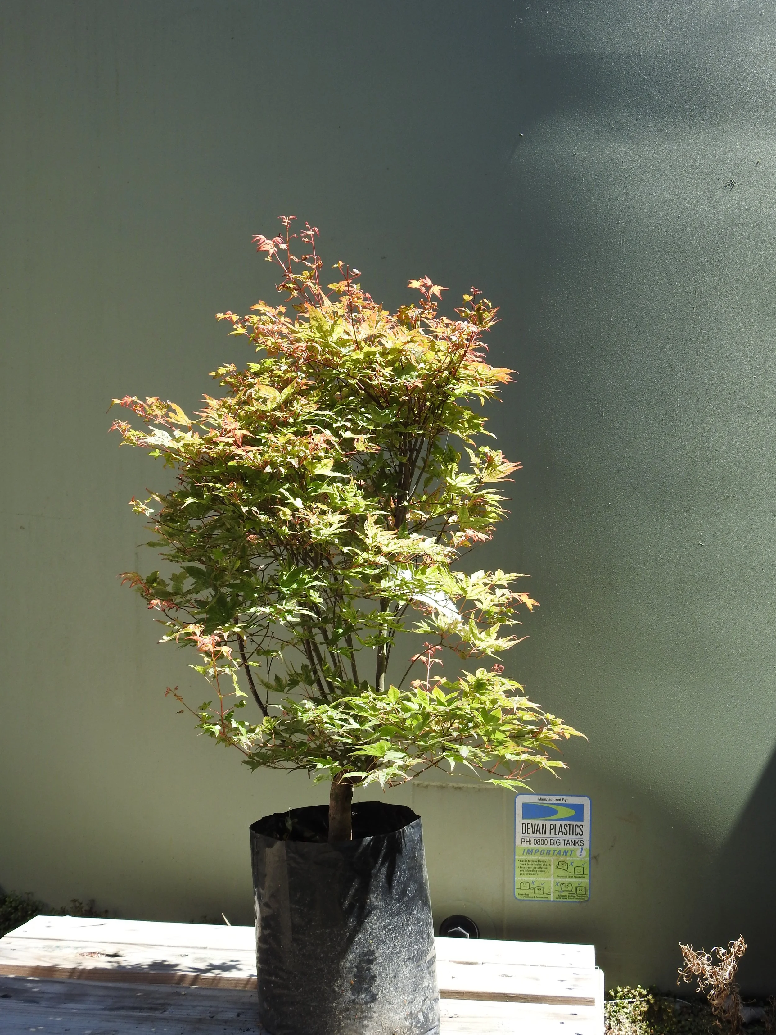 Acer Pal Chishio.JPG