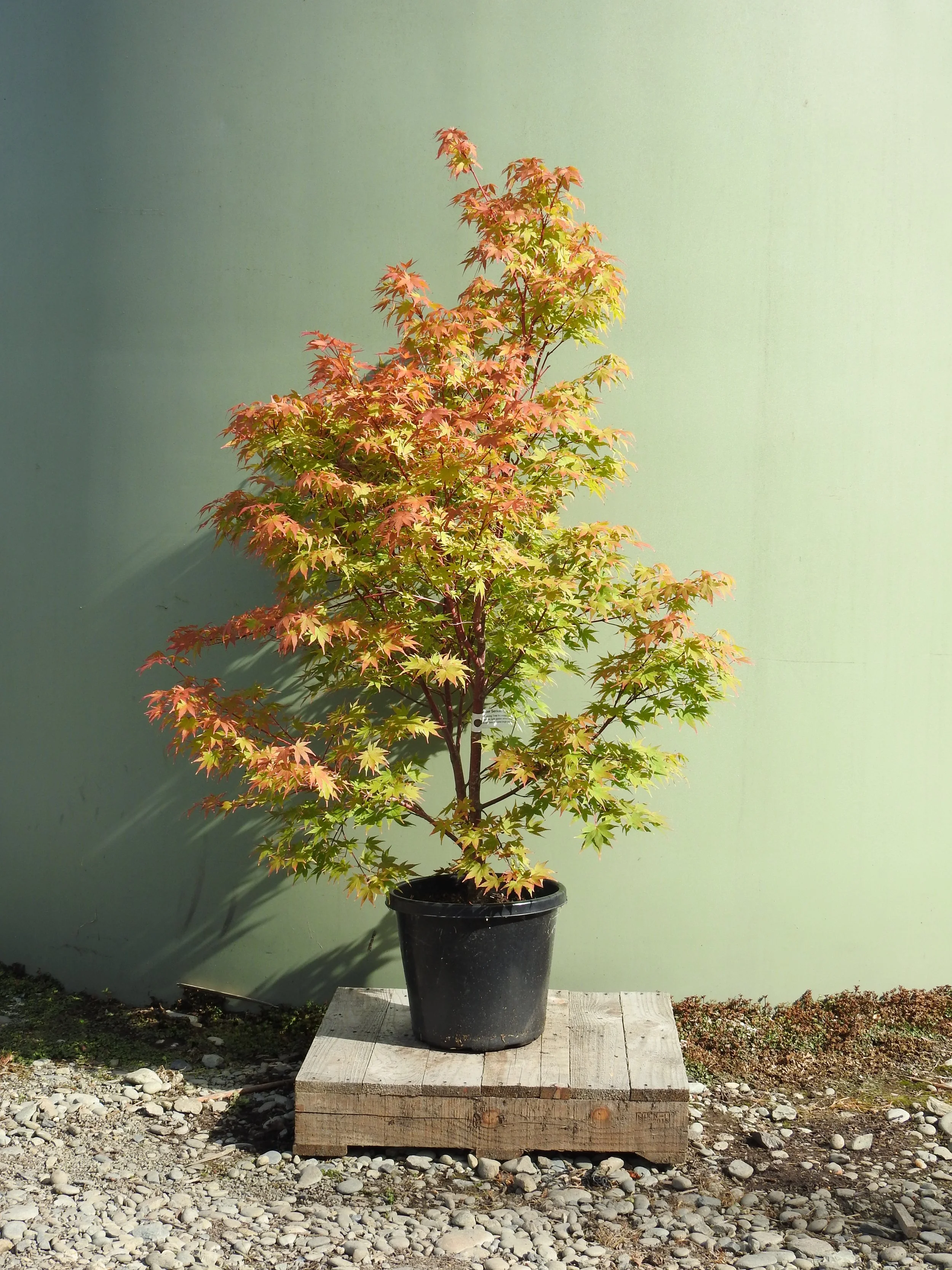 Acer Senkaki - Coral Bark Maple