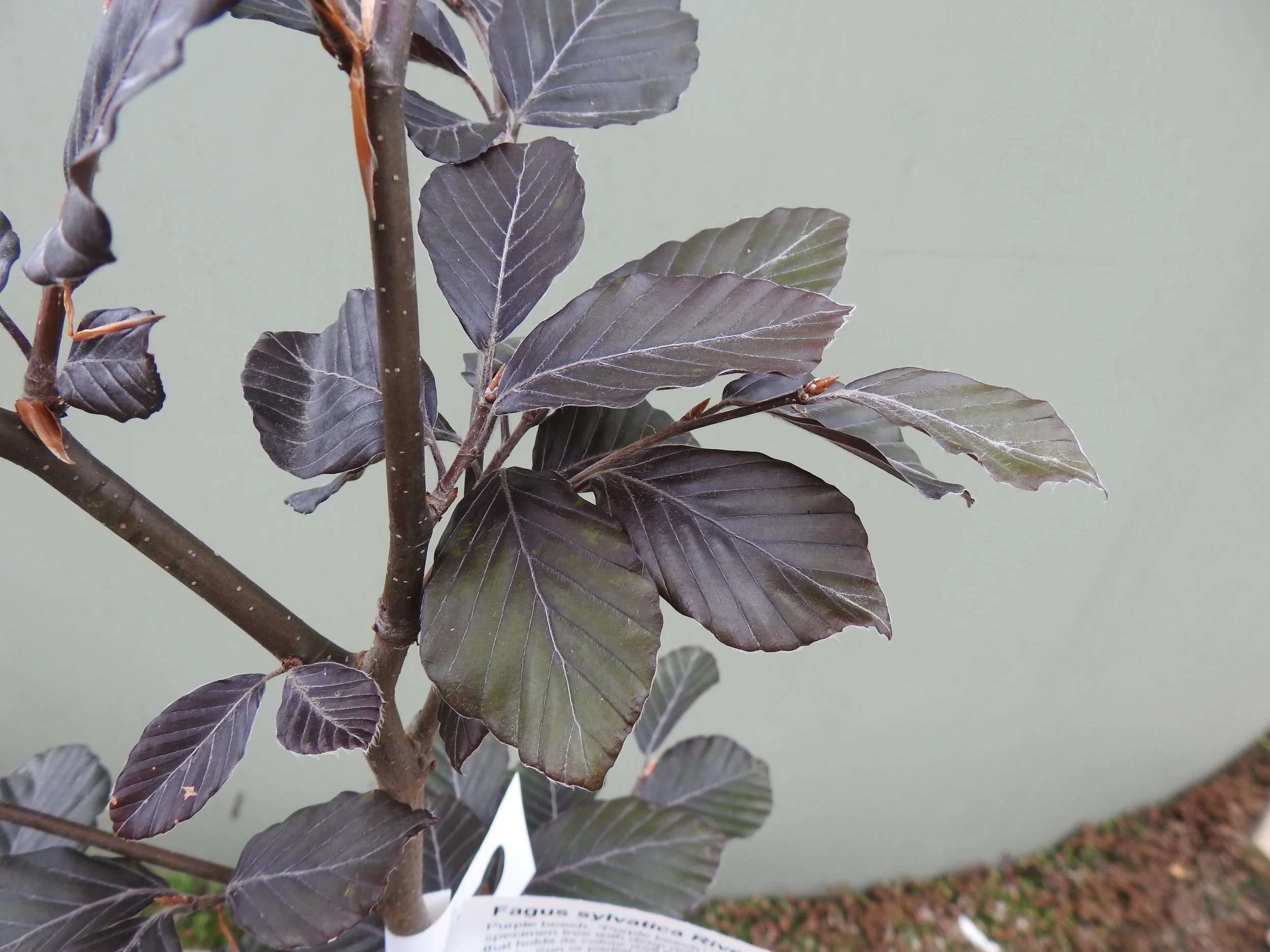 Close up Fagus Sylvatica Riversi.JPG