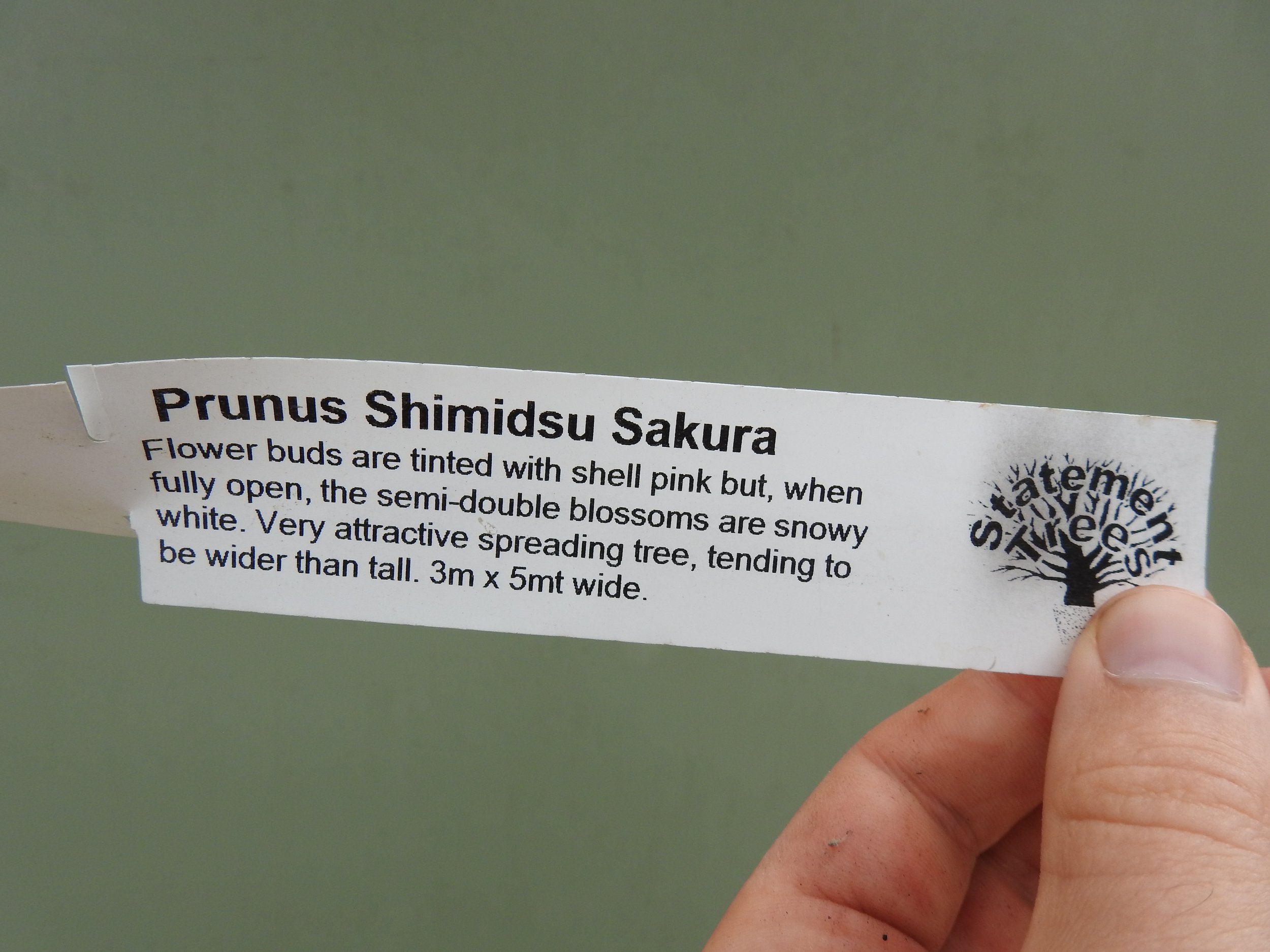 Description Prunus Shimidsu Sakura 2 .JPG