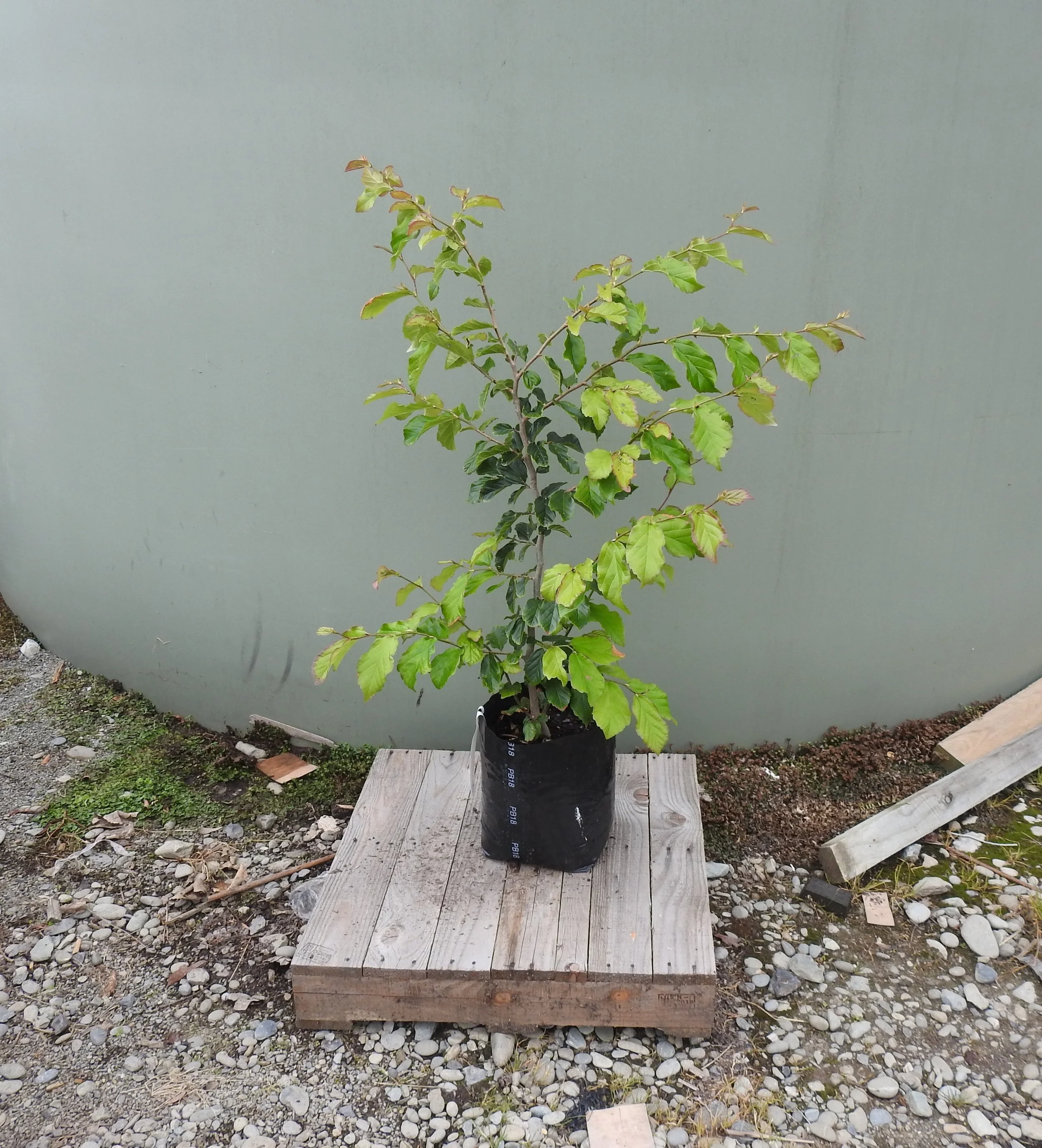 Parrotia Persica.JPG