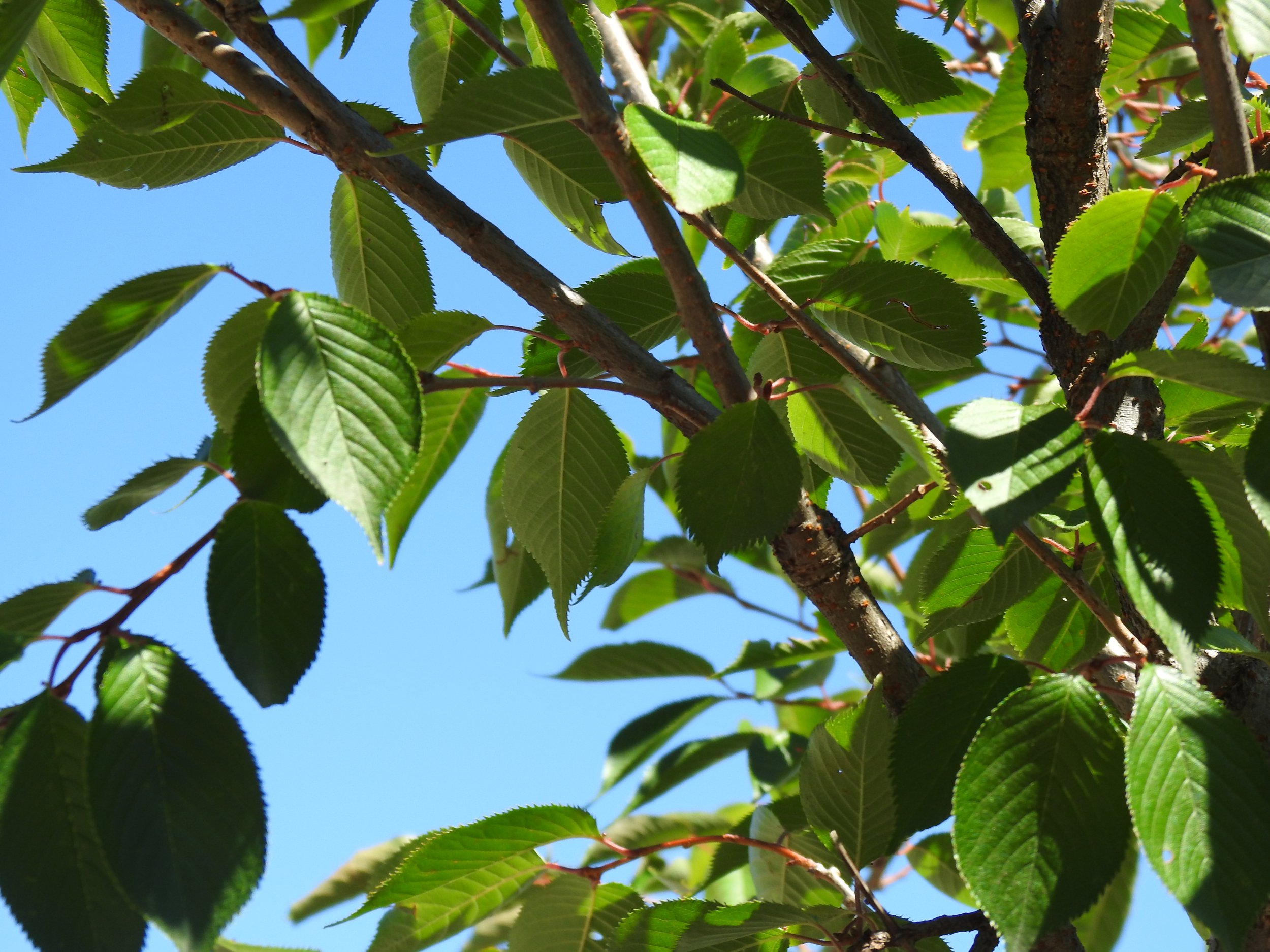 Close up Prunus Accolade.JPG