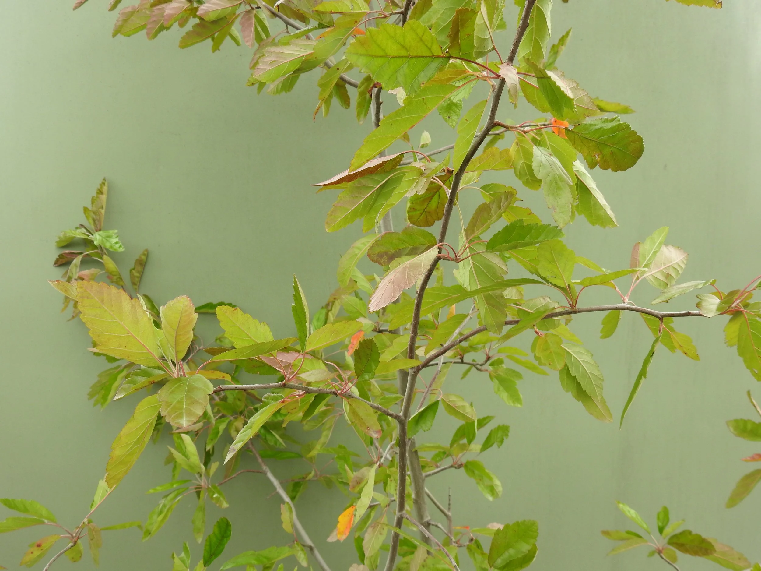 Close up Malus Ioensis Plena.JPG