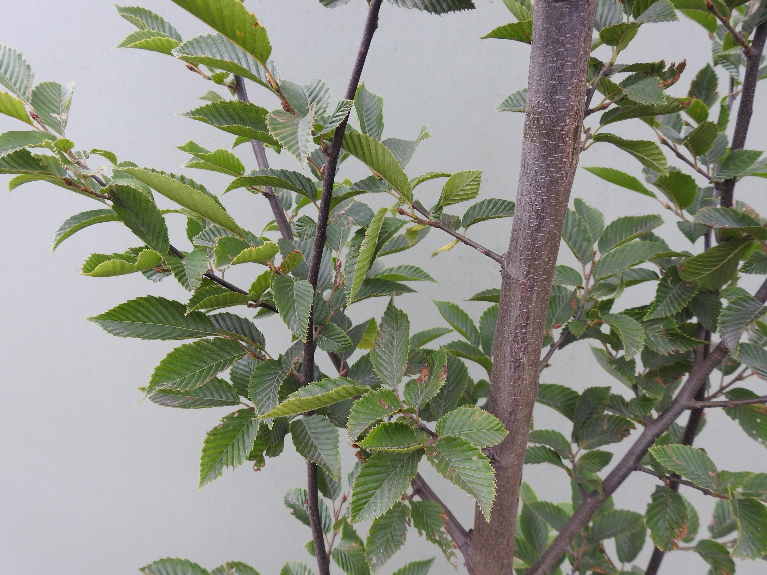 Close up Carpinus Belutus Fastigata.JPG