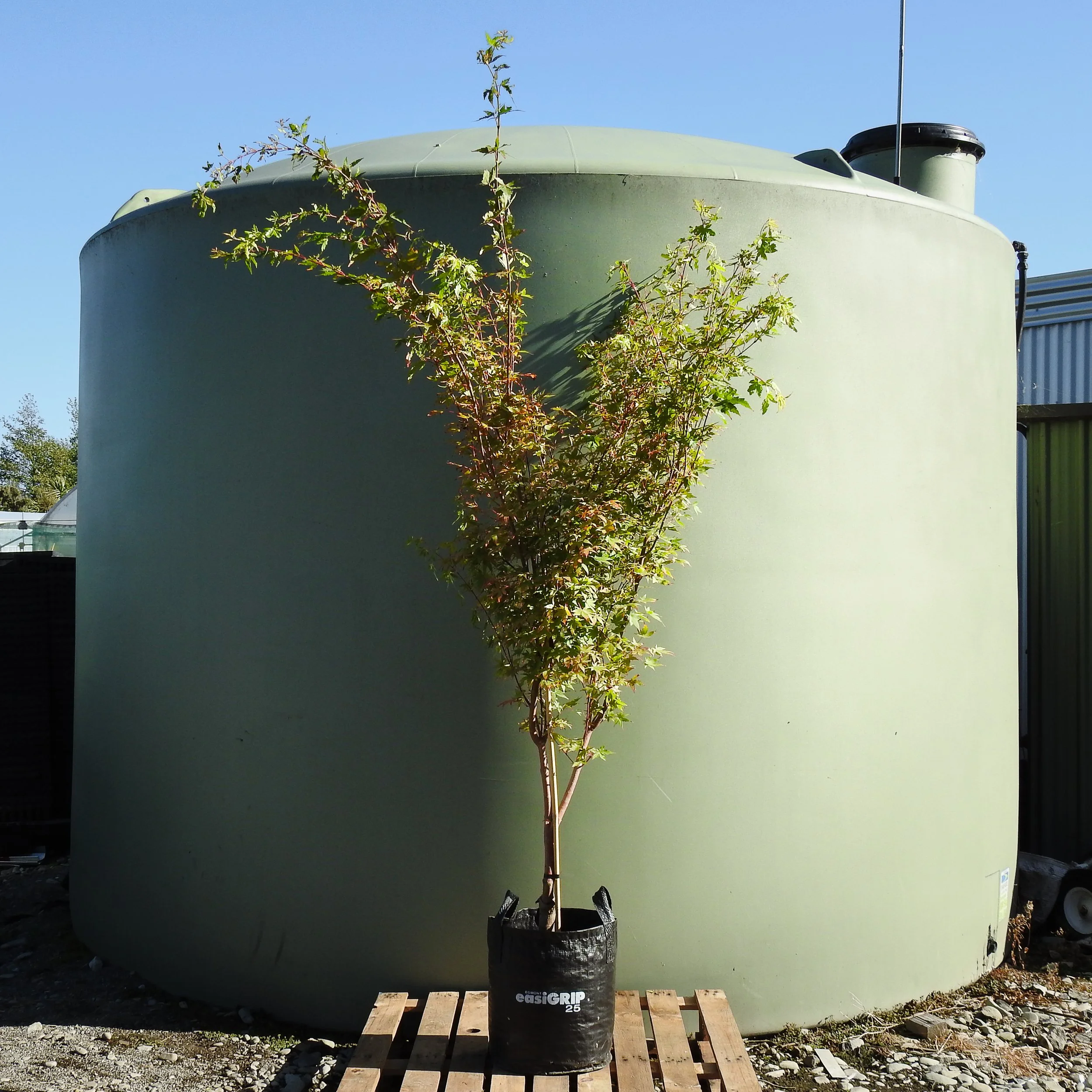 Acer platanoides senkaki (1).jpg