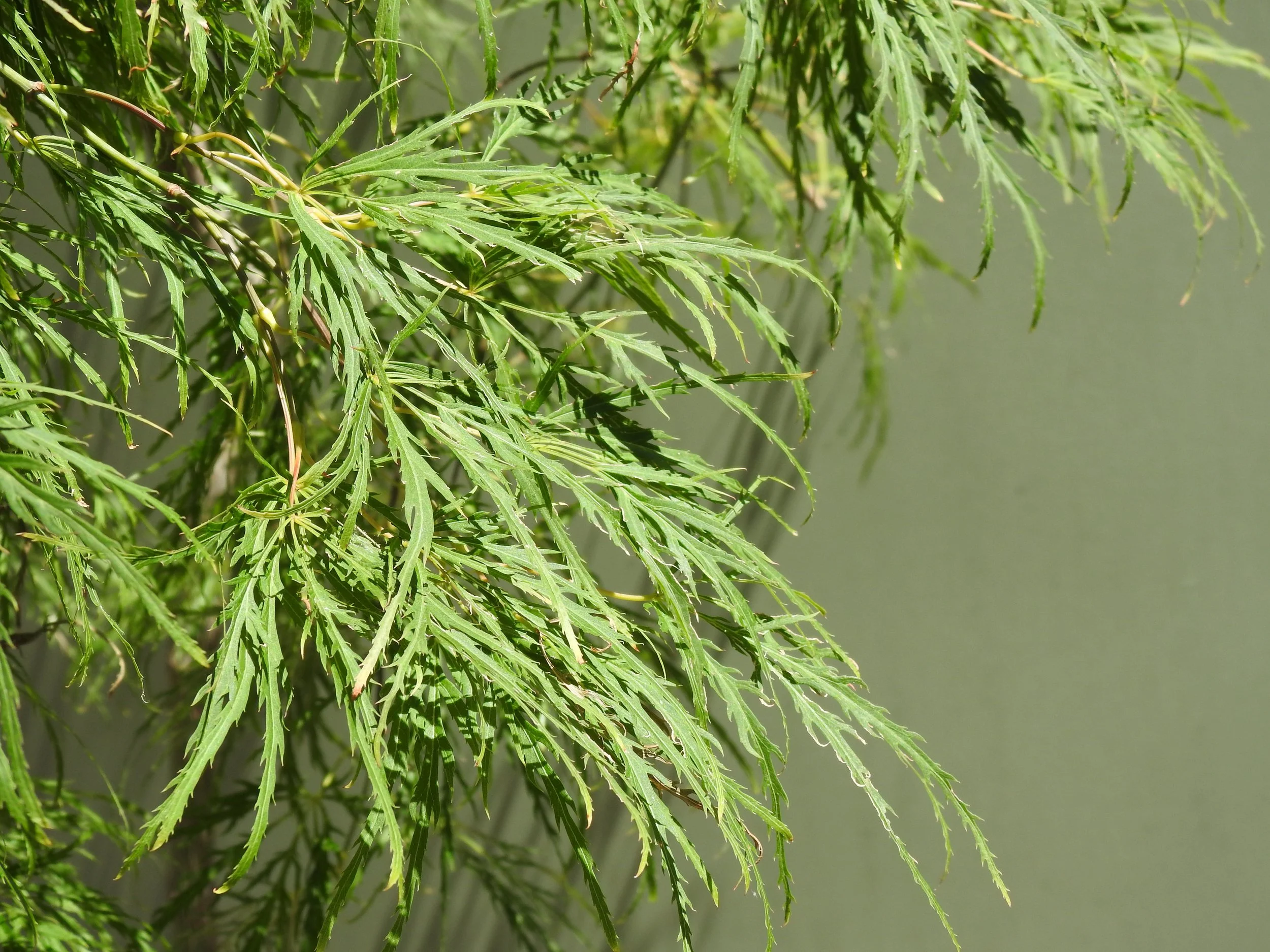 Close up Acer Pal. Diss. Viridis.JPG