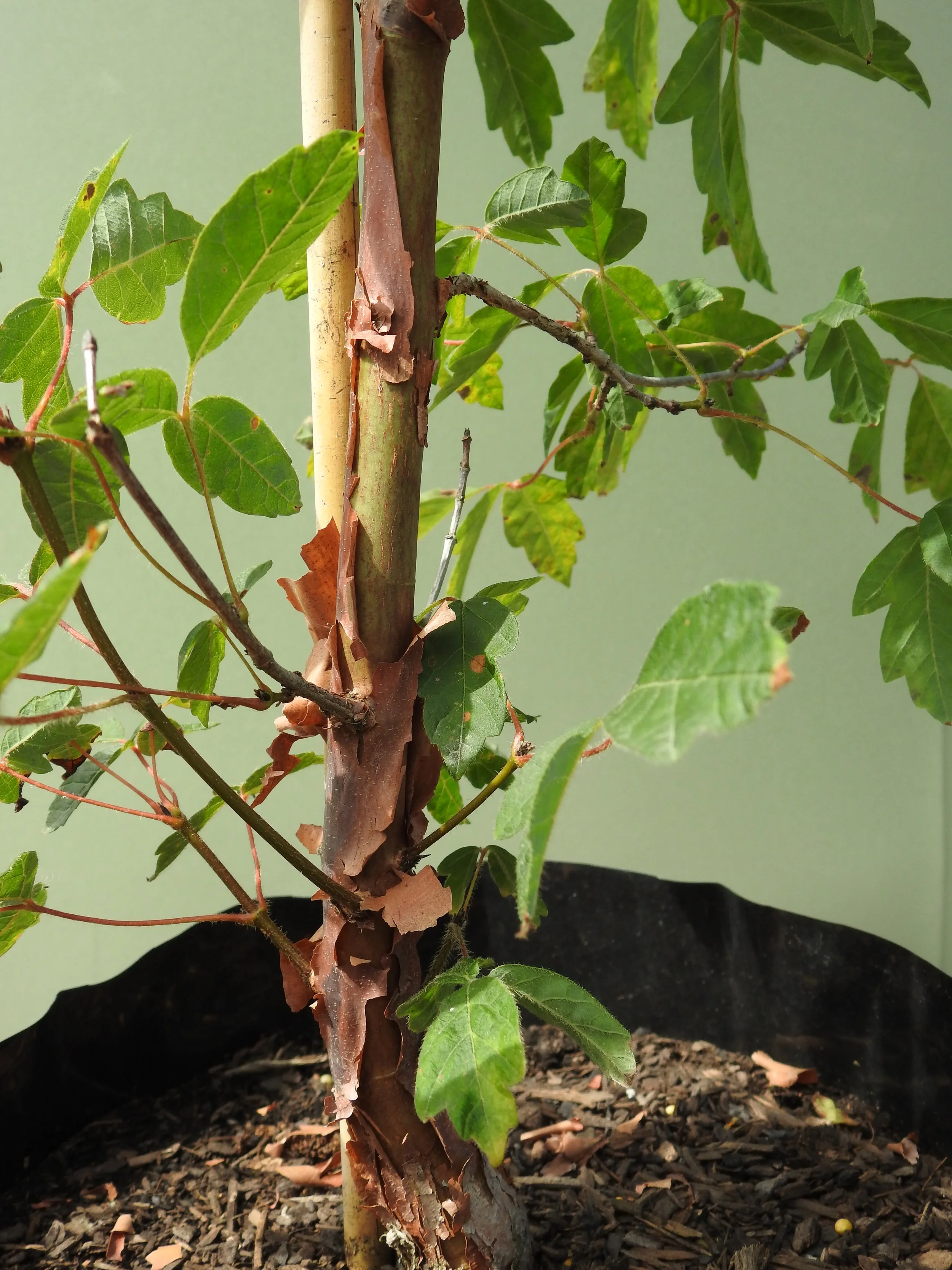 Close up Acer Griseum.JPG