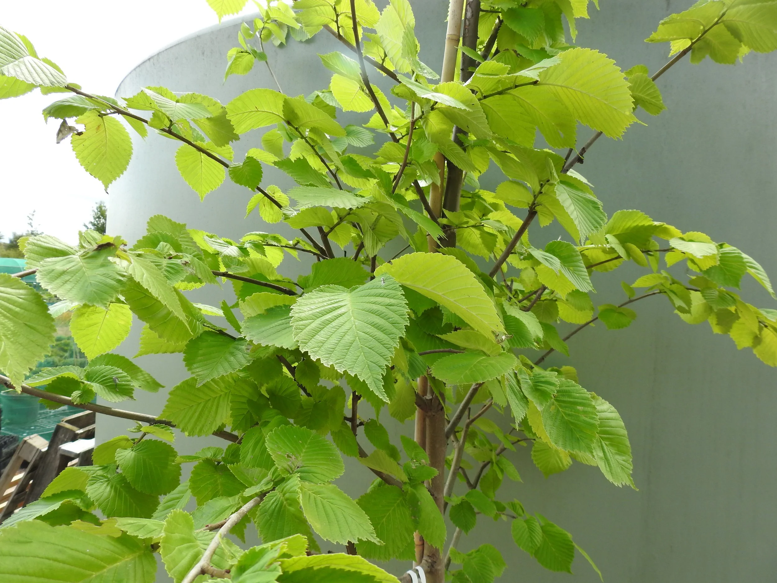 Close up Ulmus Procera Louis van Houtte.JPG