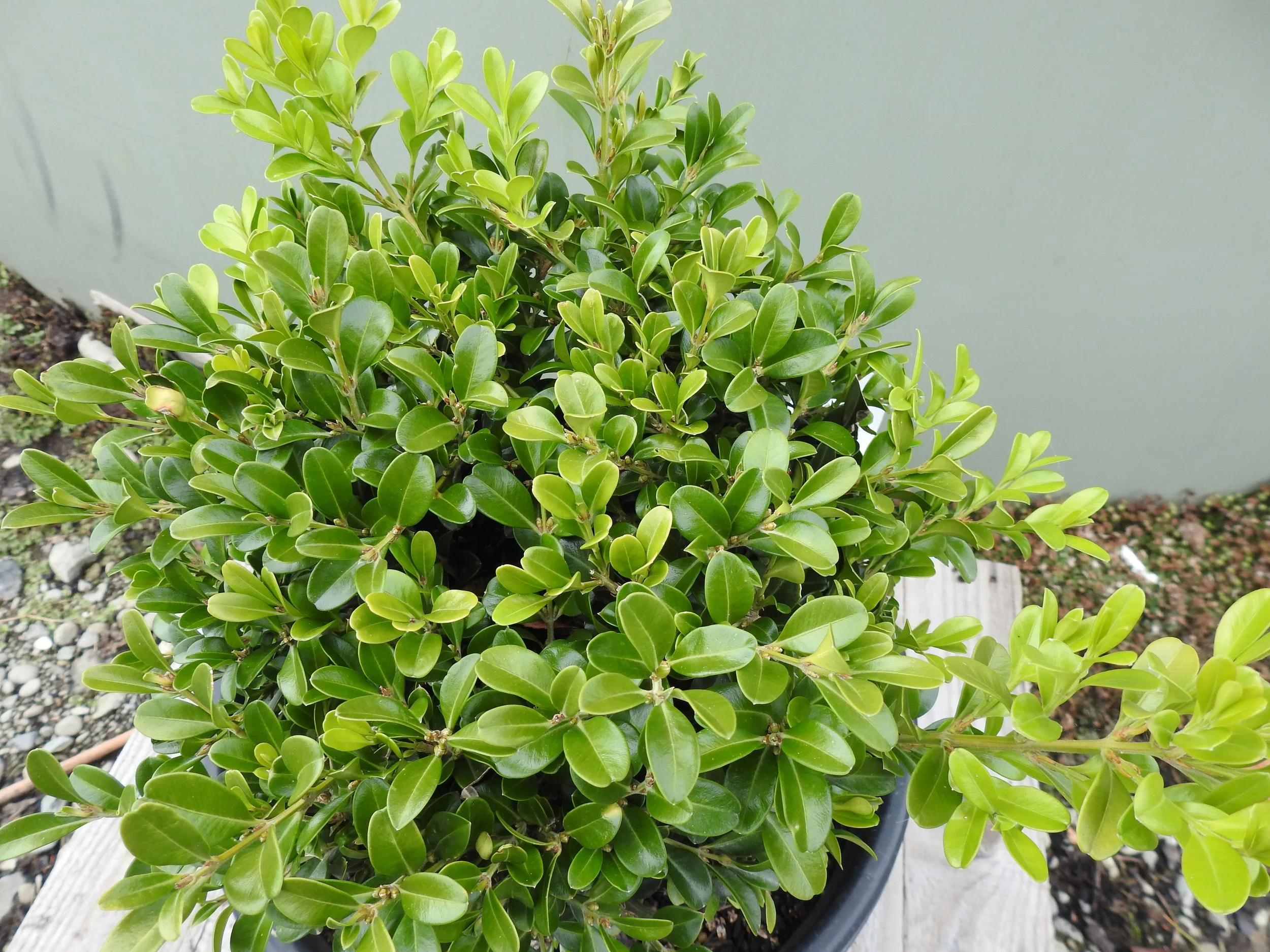 Close up Buxus Microphylla Independence.JPG