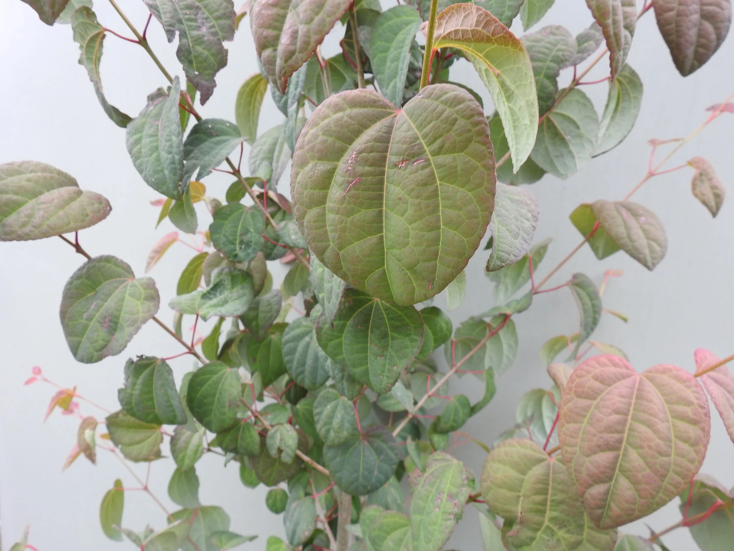 Close up Cercidiphylum Japonicum.JPG