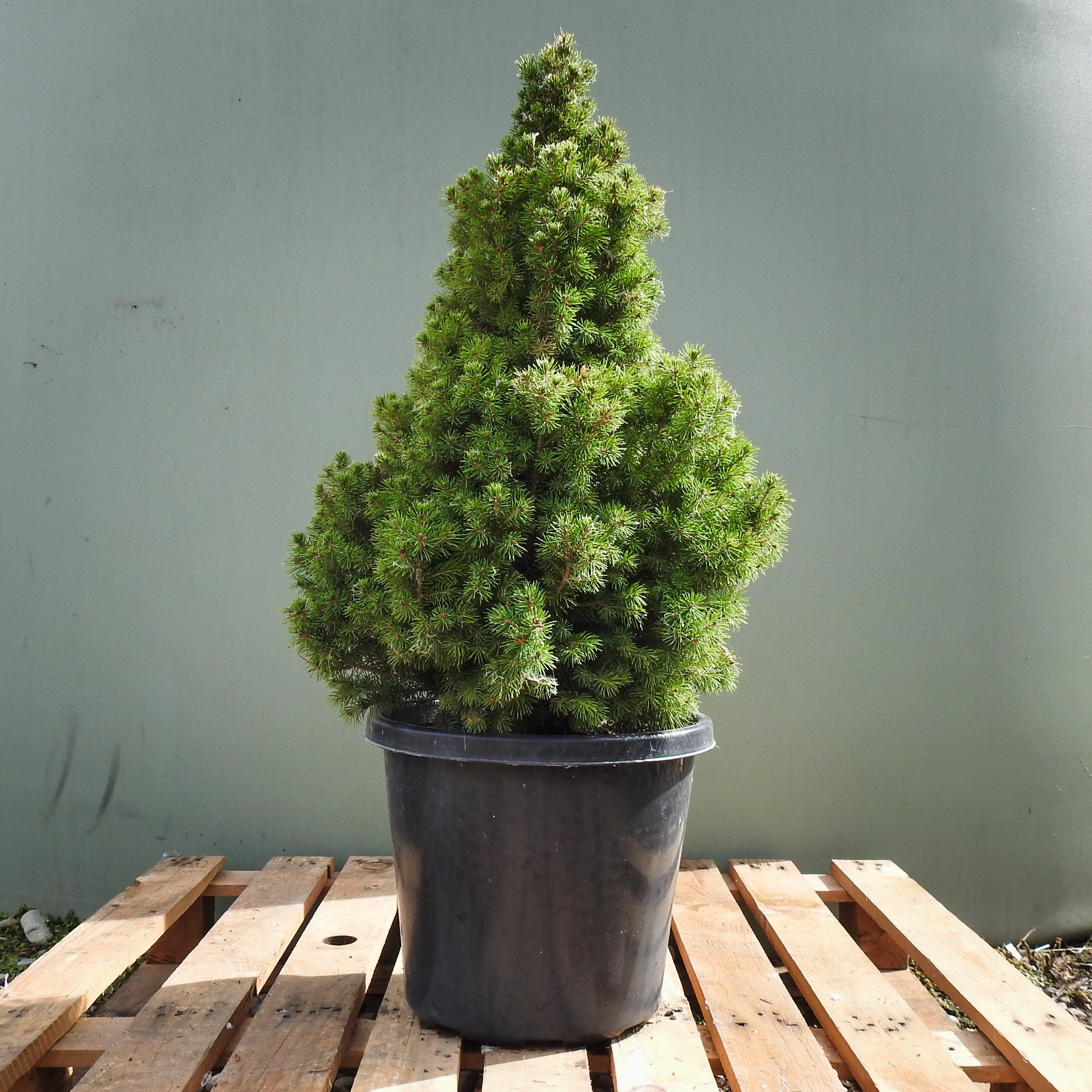 Picea Conica Albertiana.jpg