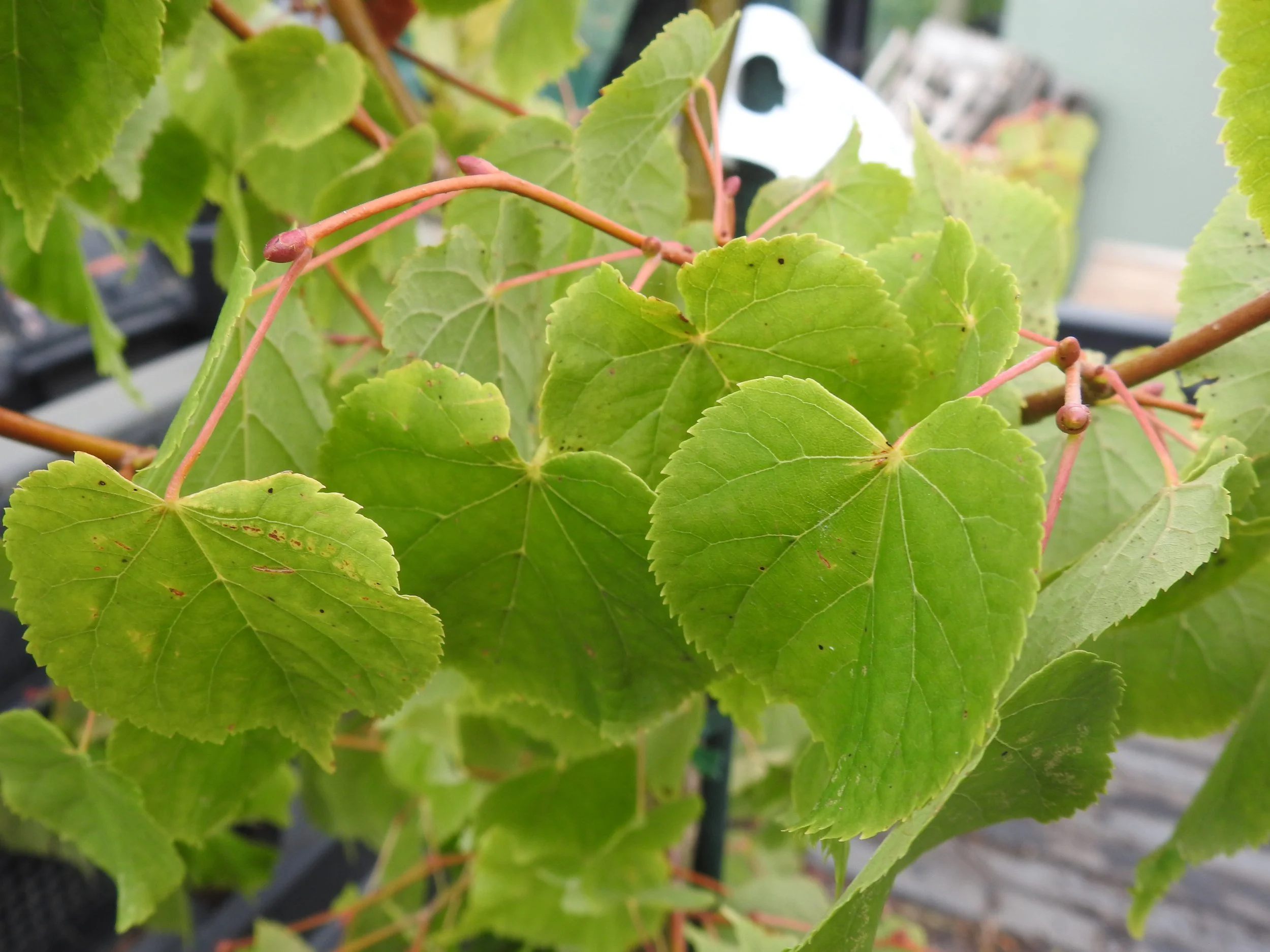 Close up Tilia Cordata.JPG