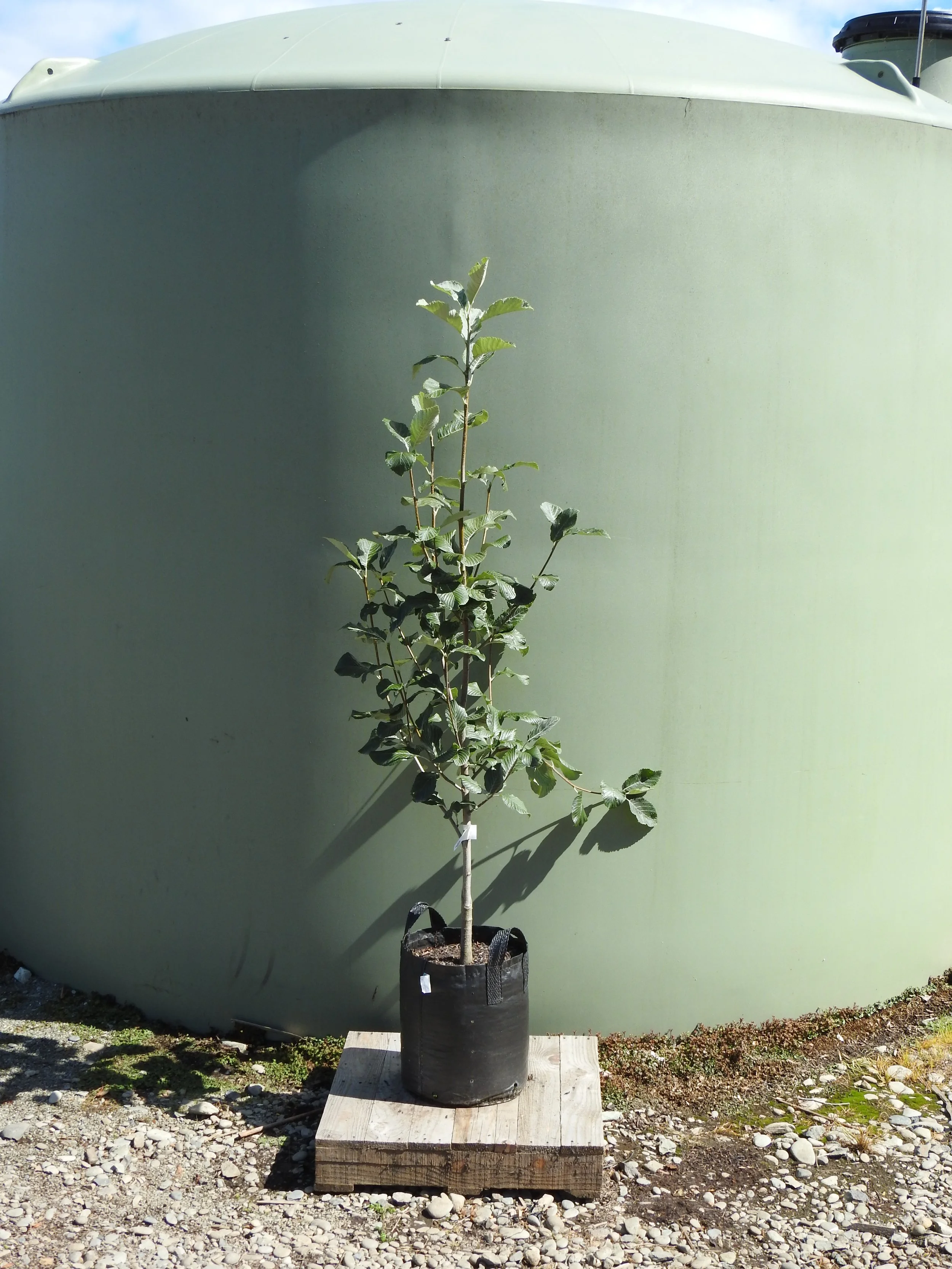 Sorbus Aria 'Lutescens'.JPG