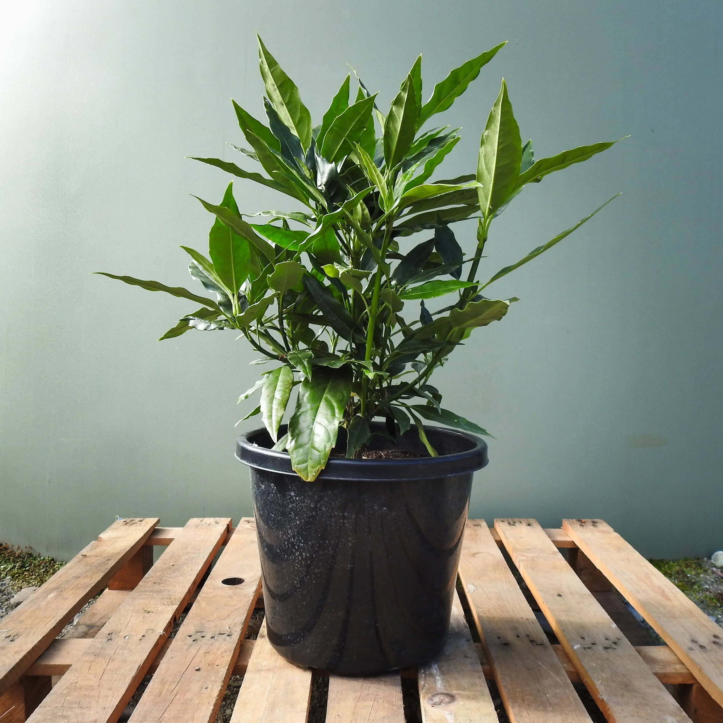 Aucuba Forest green 14Lt.jpg