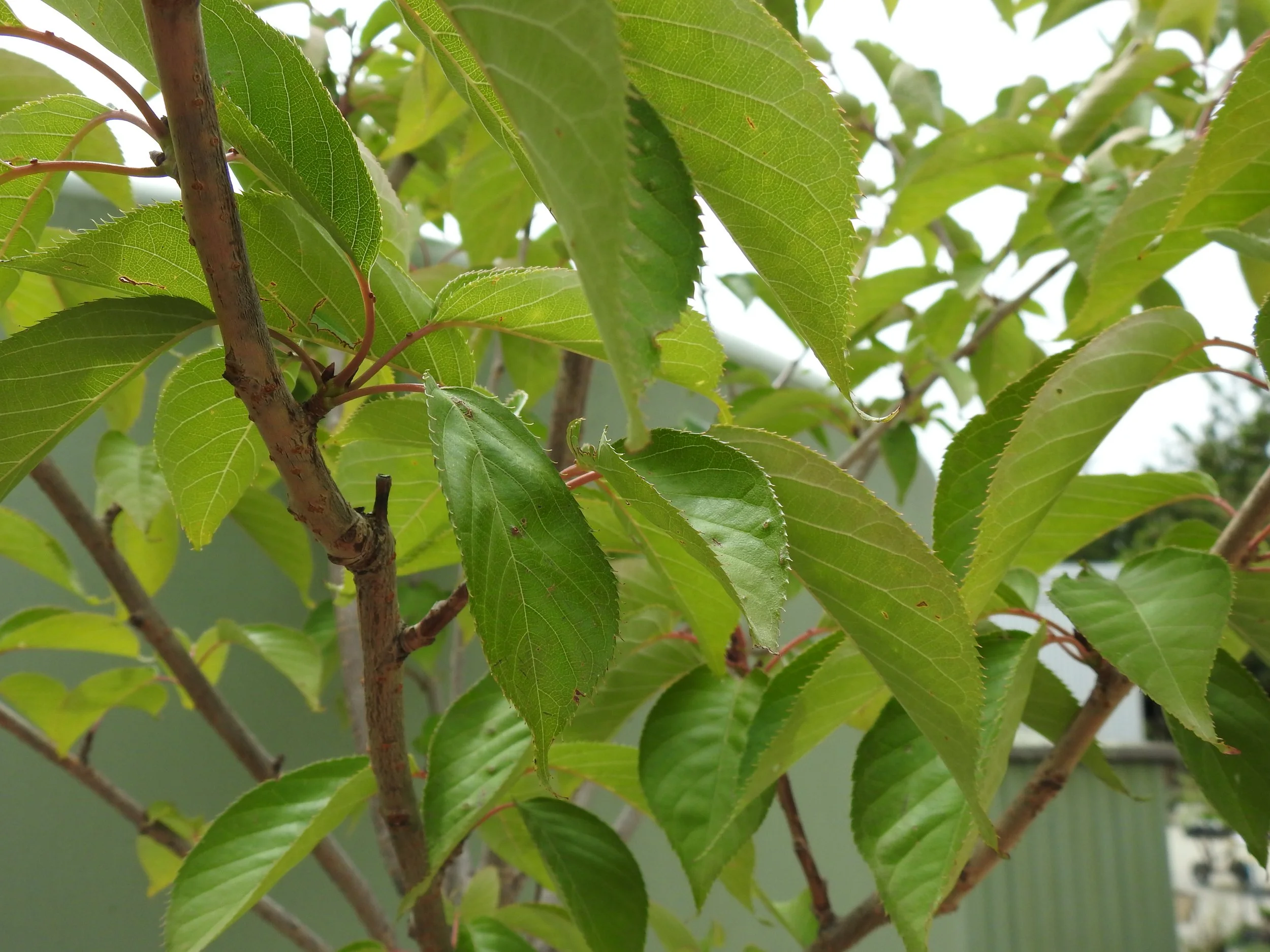 Close up Prunus Kanzan.JPG