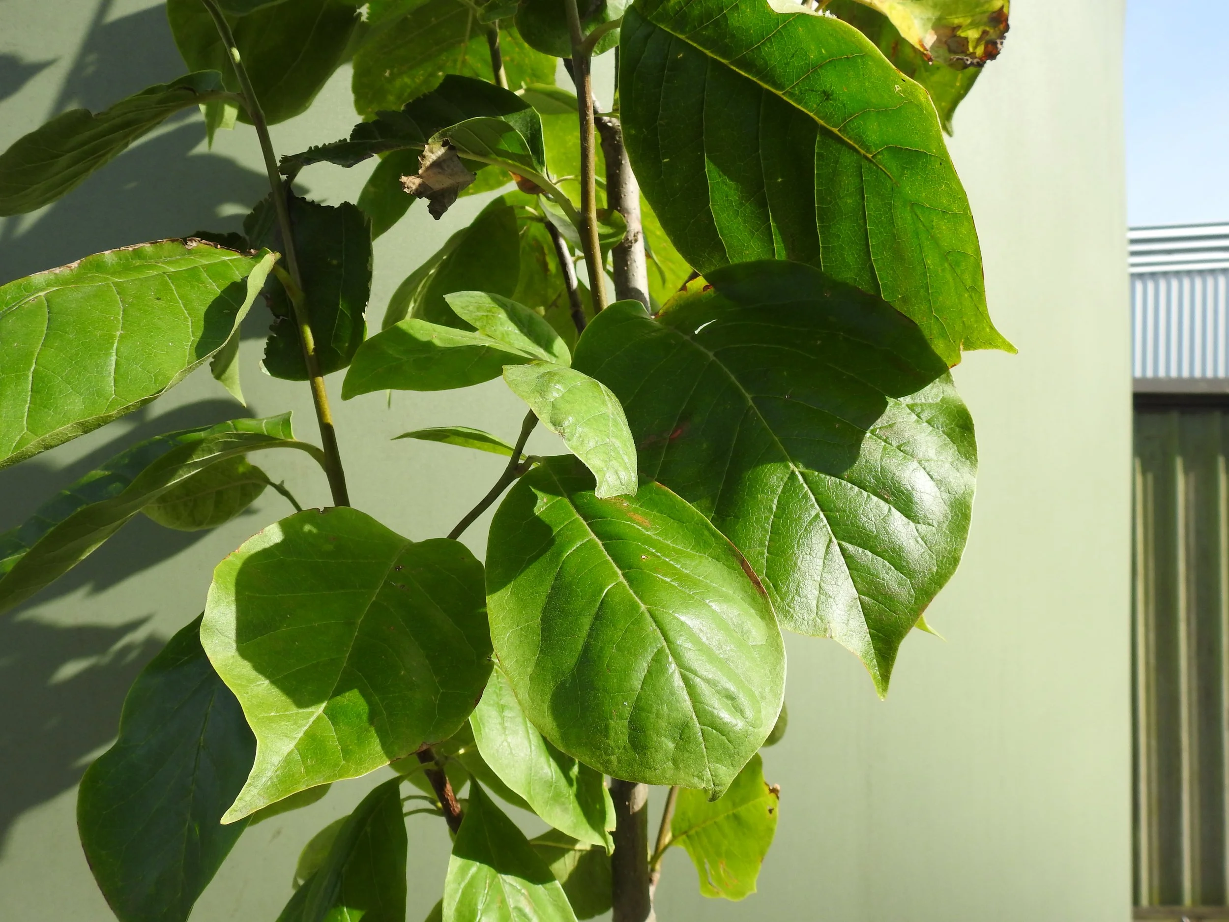 Close up Magnolia yellow lantern.JPG