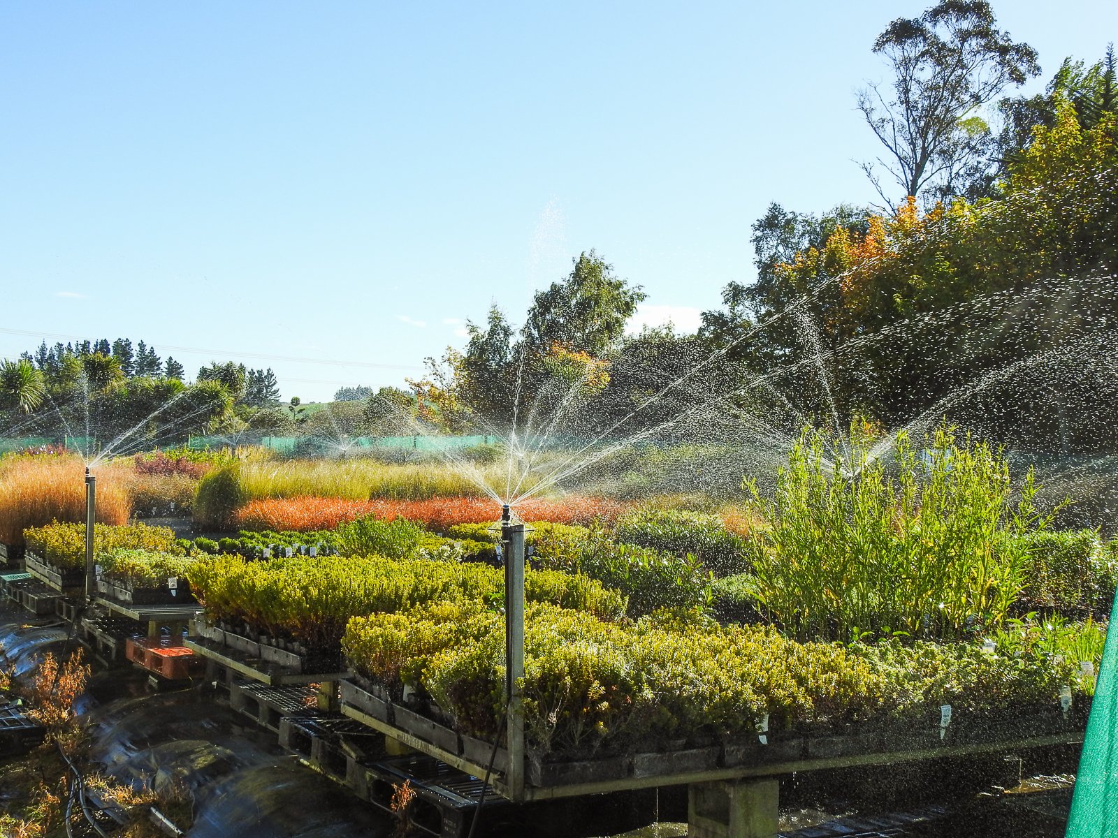 Sprinklers7.jpg
