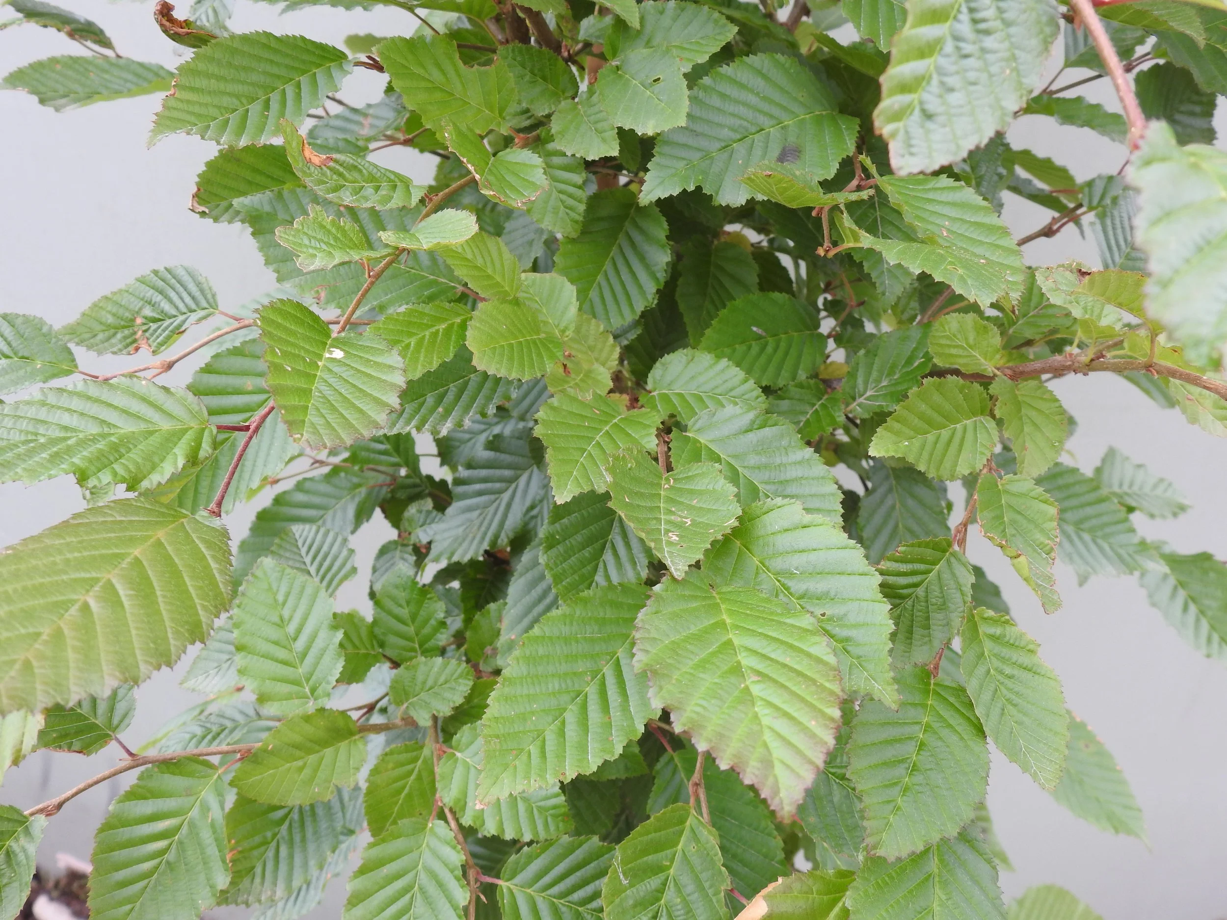 Close up Carpinus Betulus.JPG