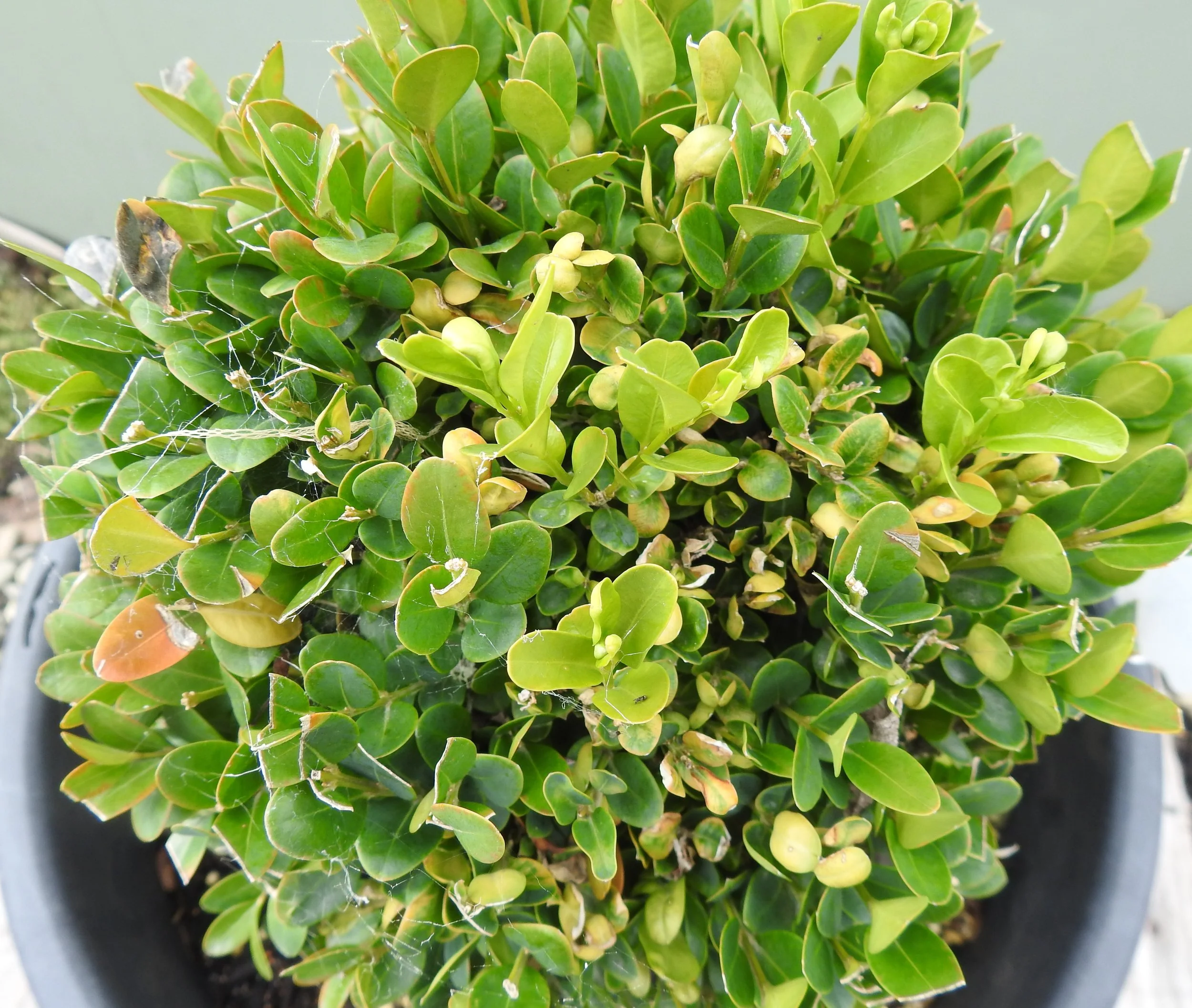 Close up Buxus Suffruticosa.JPG