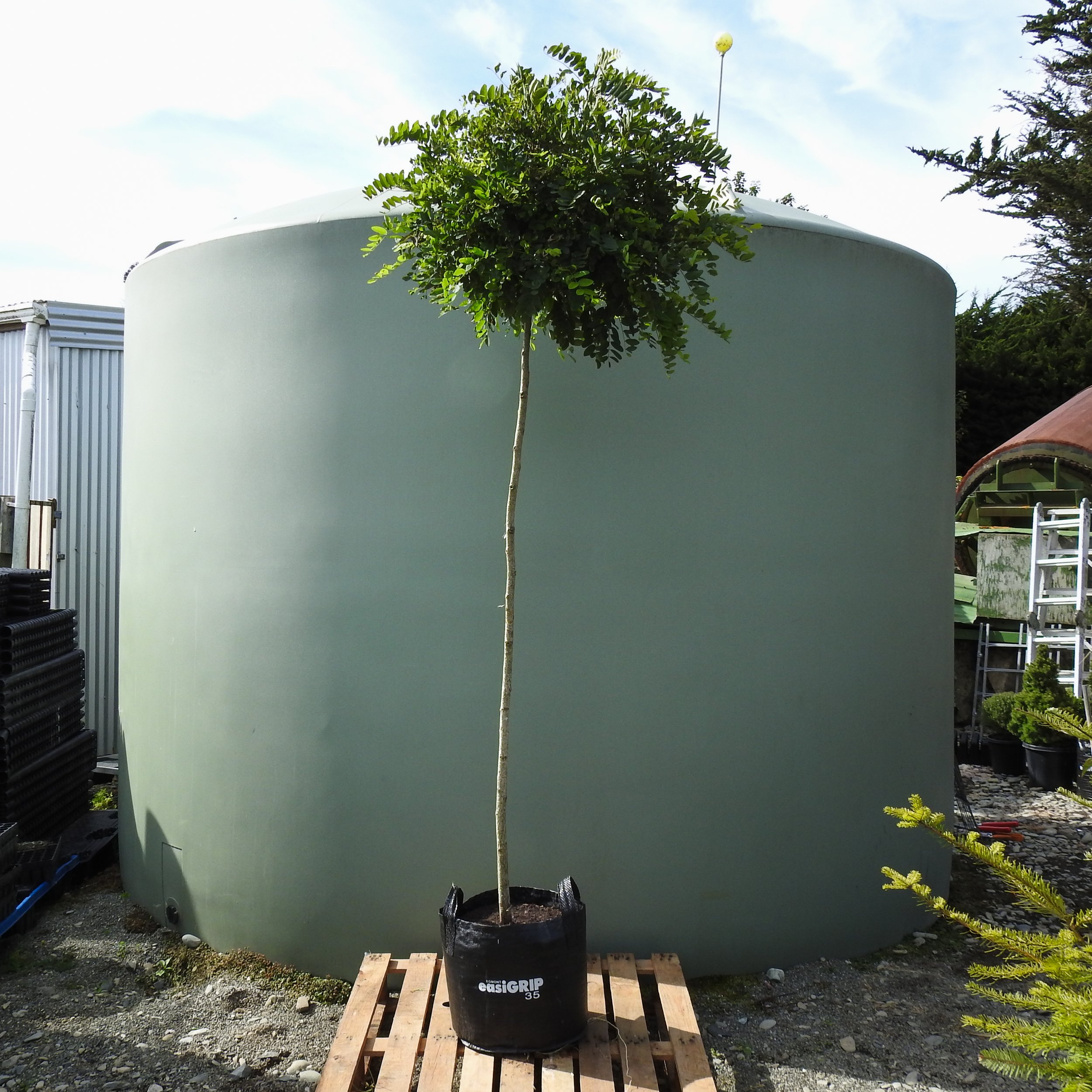 Robinia pseudo 'Mop Top'.jpg