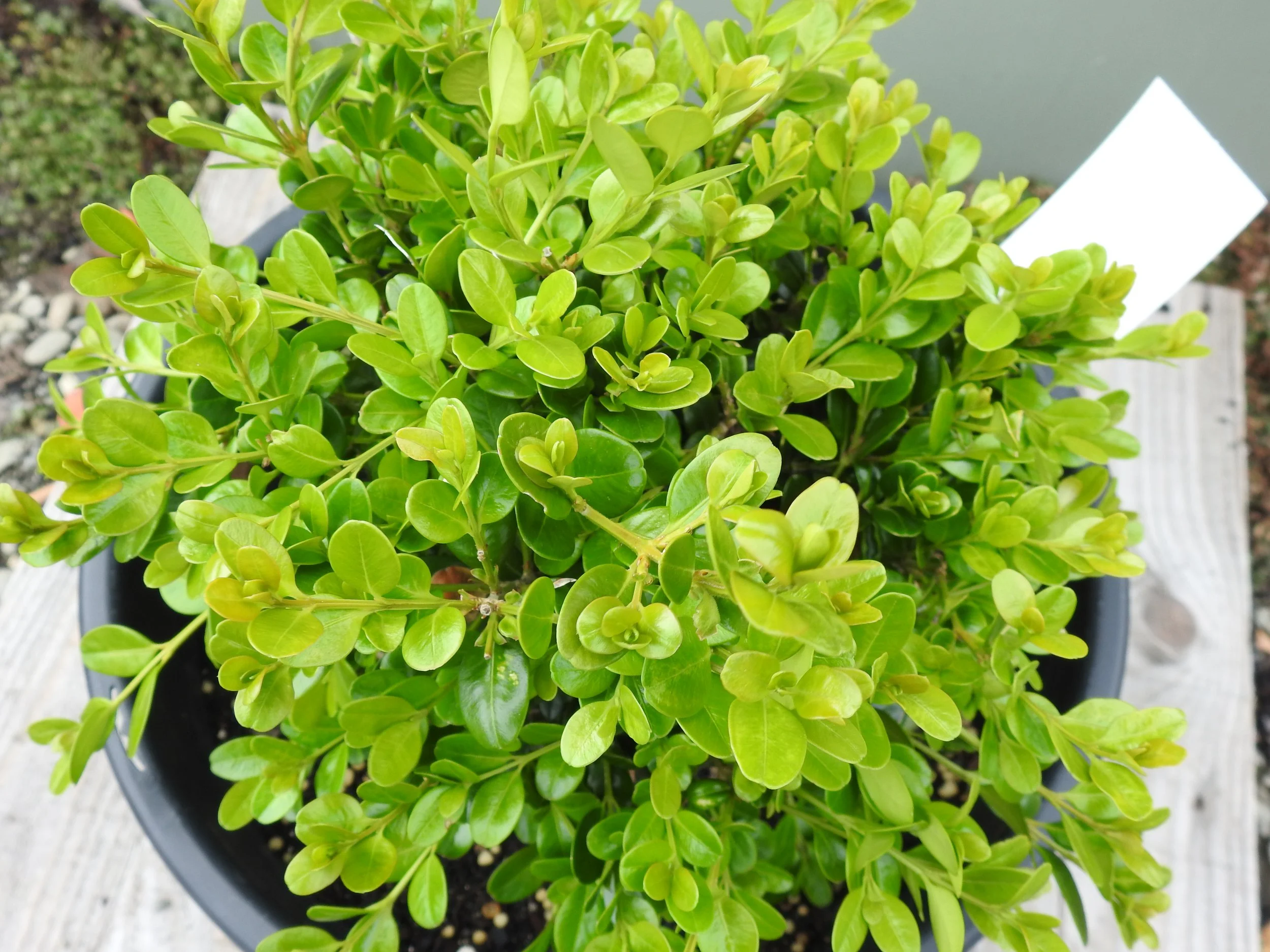 Close up Buxus Green Gem.JPG