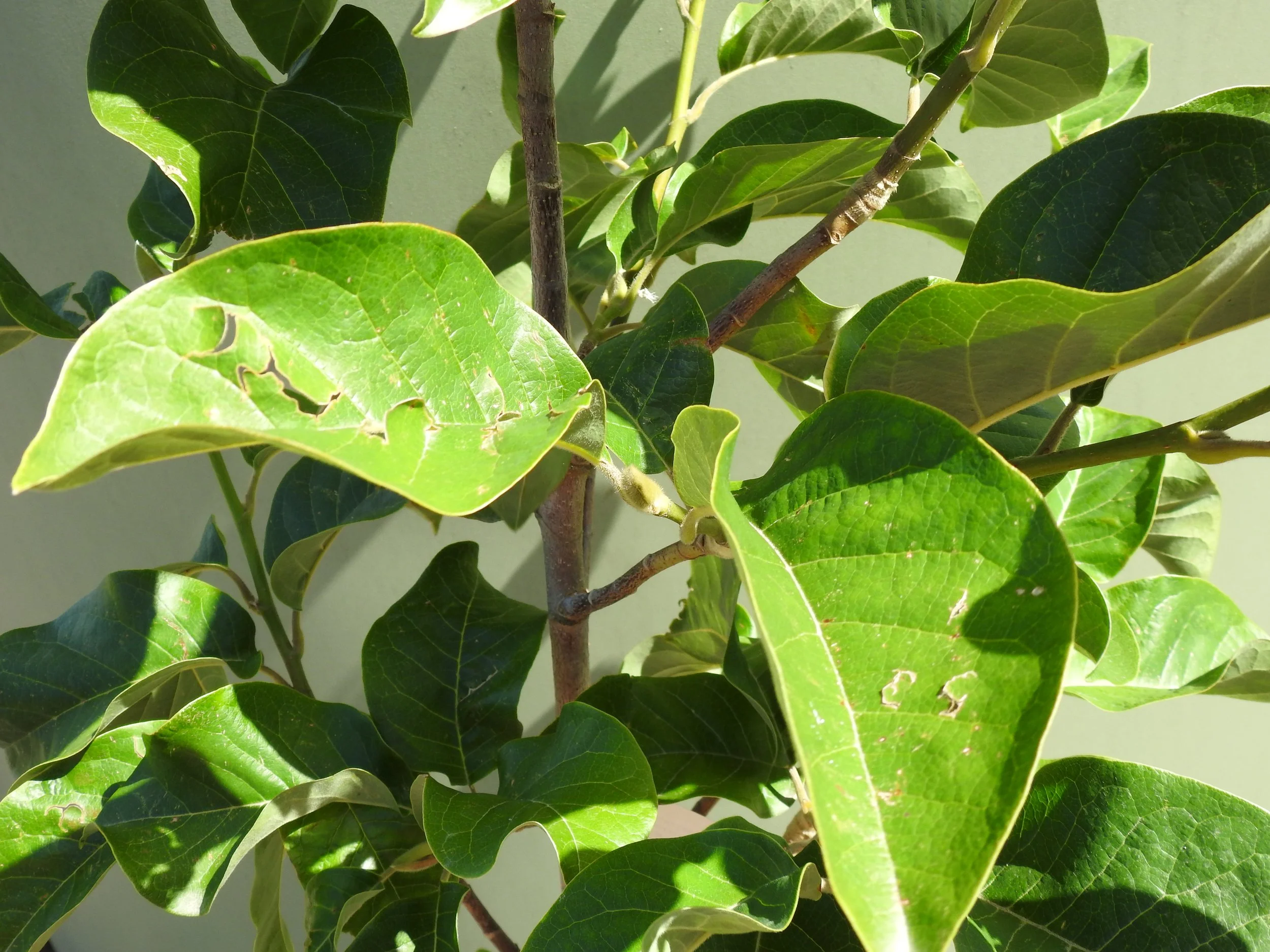 Close up Magnolia Vulcan.JPG