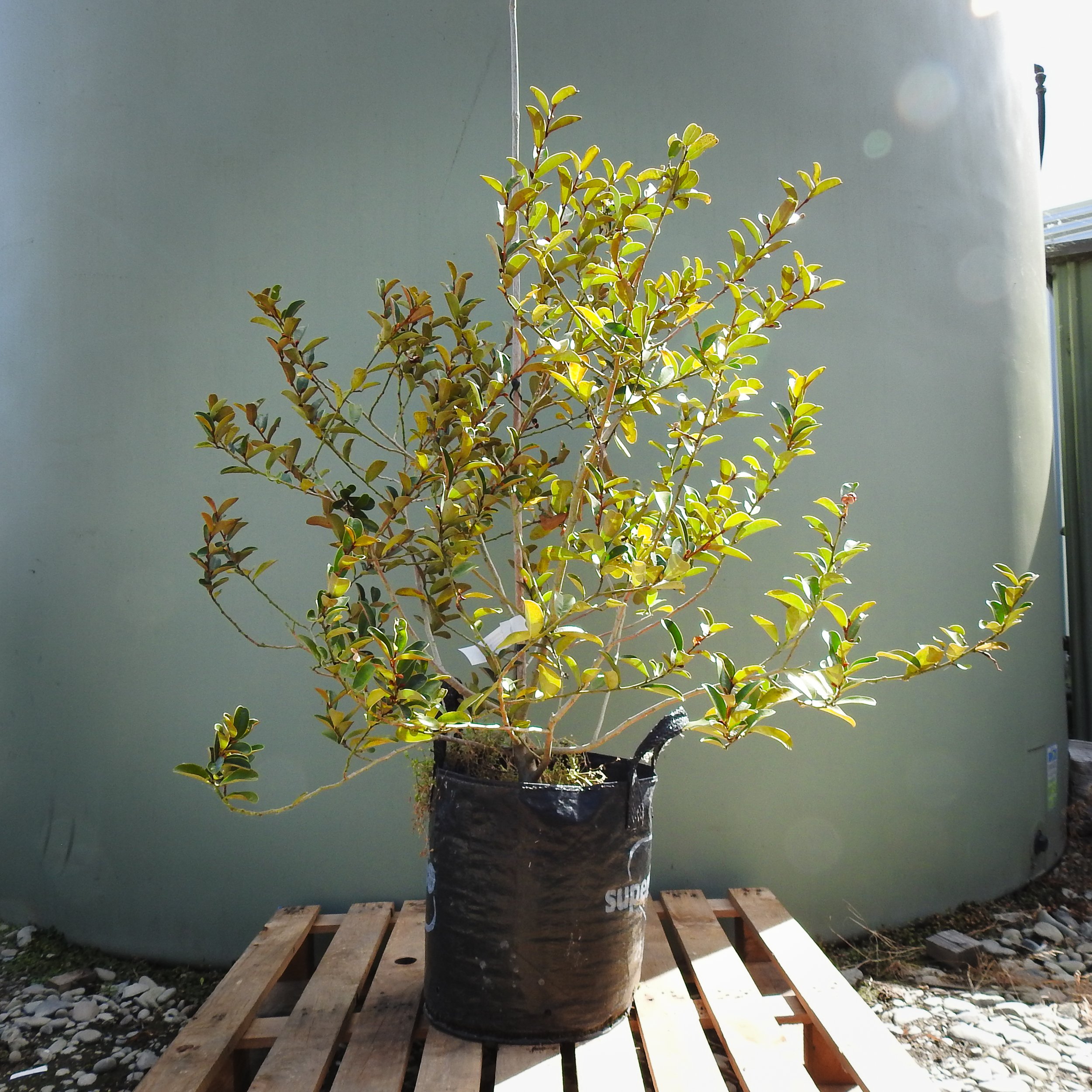 Michelia Yunnanensis.jpg