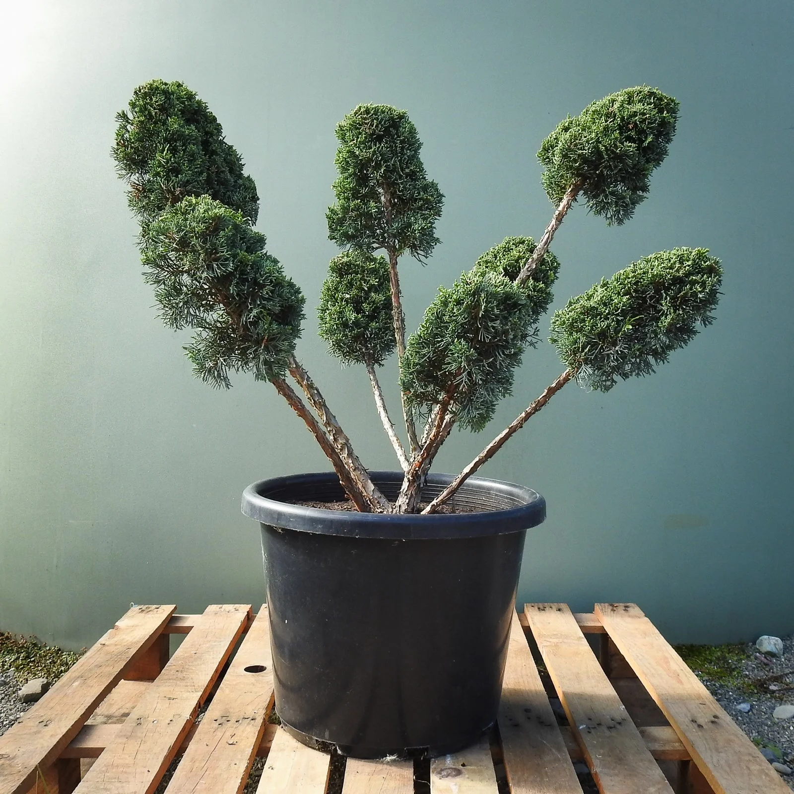 Juniper x Media blaauw cloud.jpg