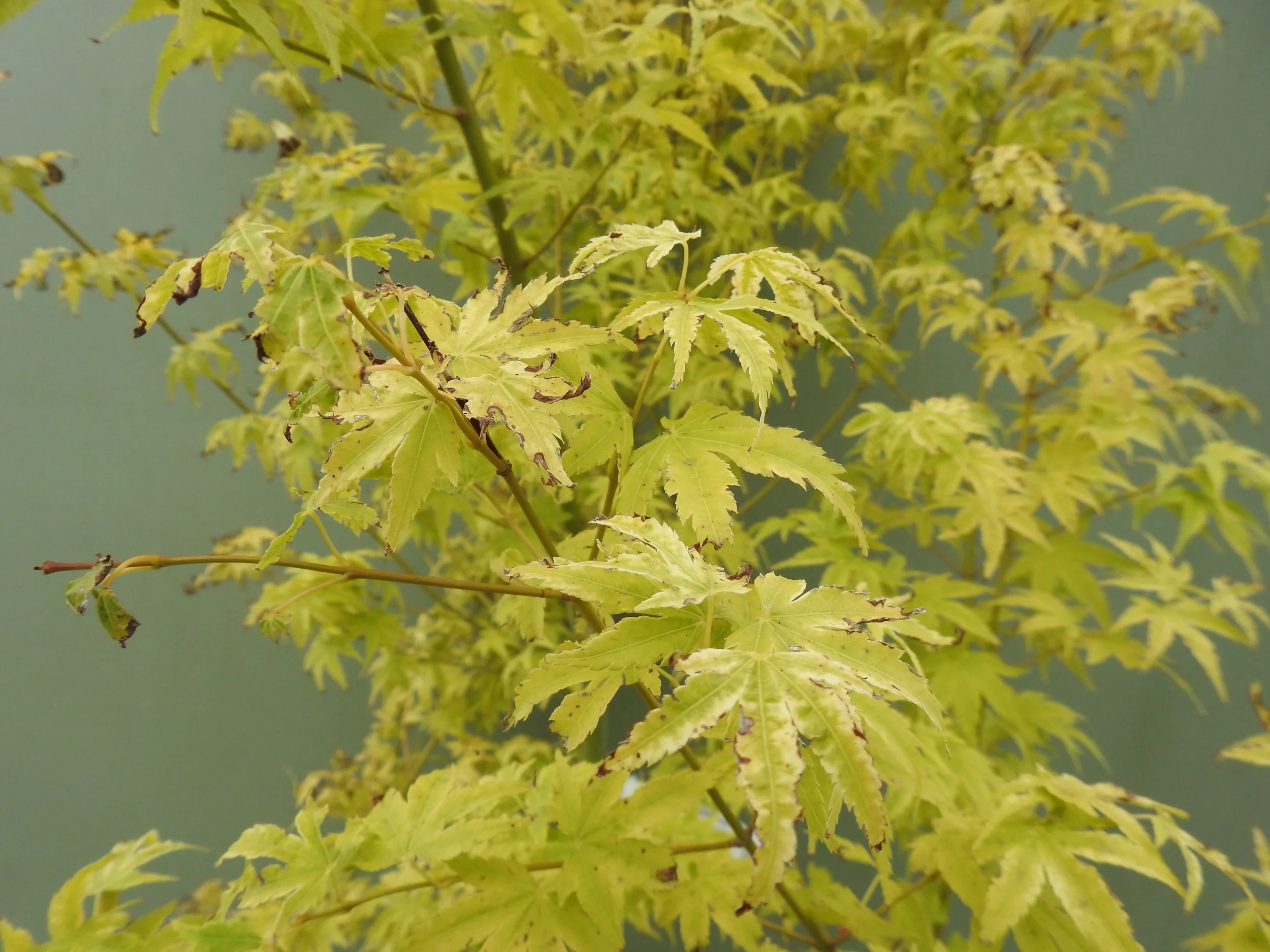 Close up Acer Palmatum Shidava Gold.JPG