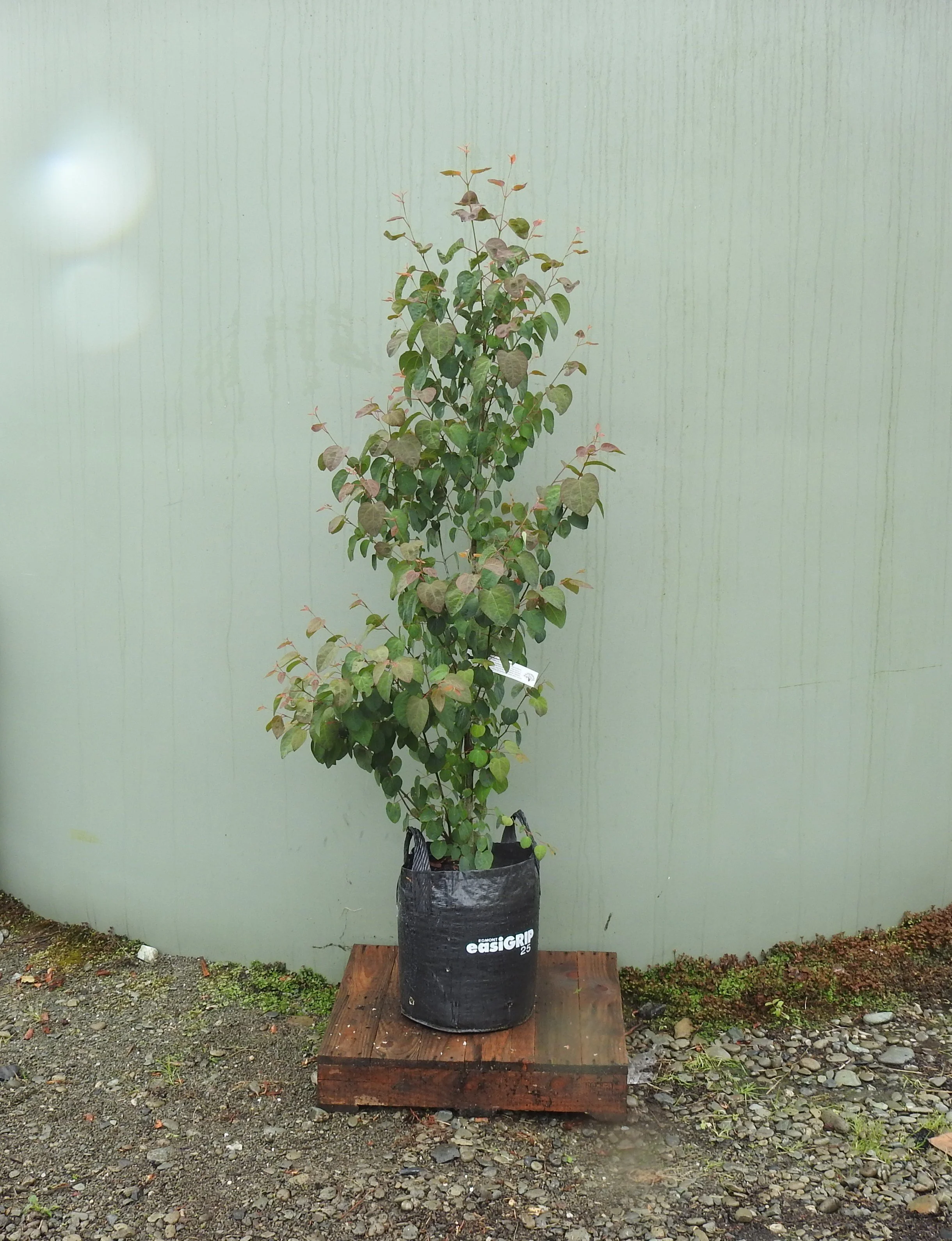 Cercidiphyllum Japonicum.JPG