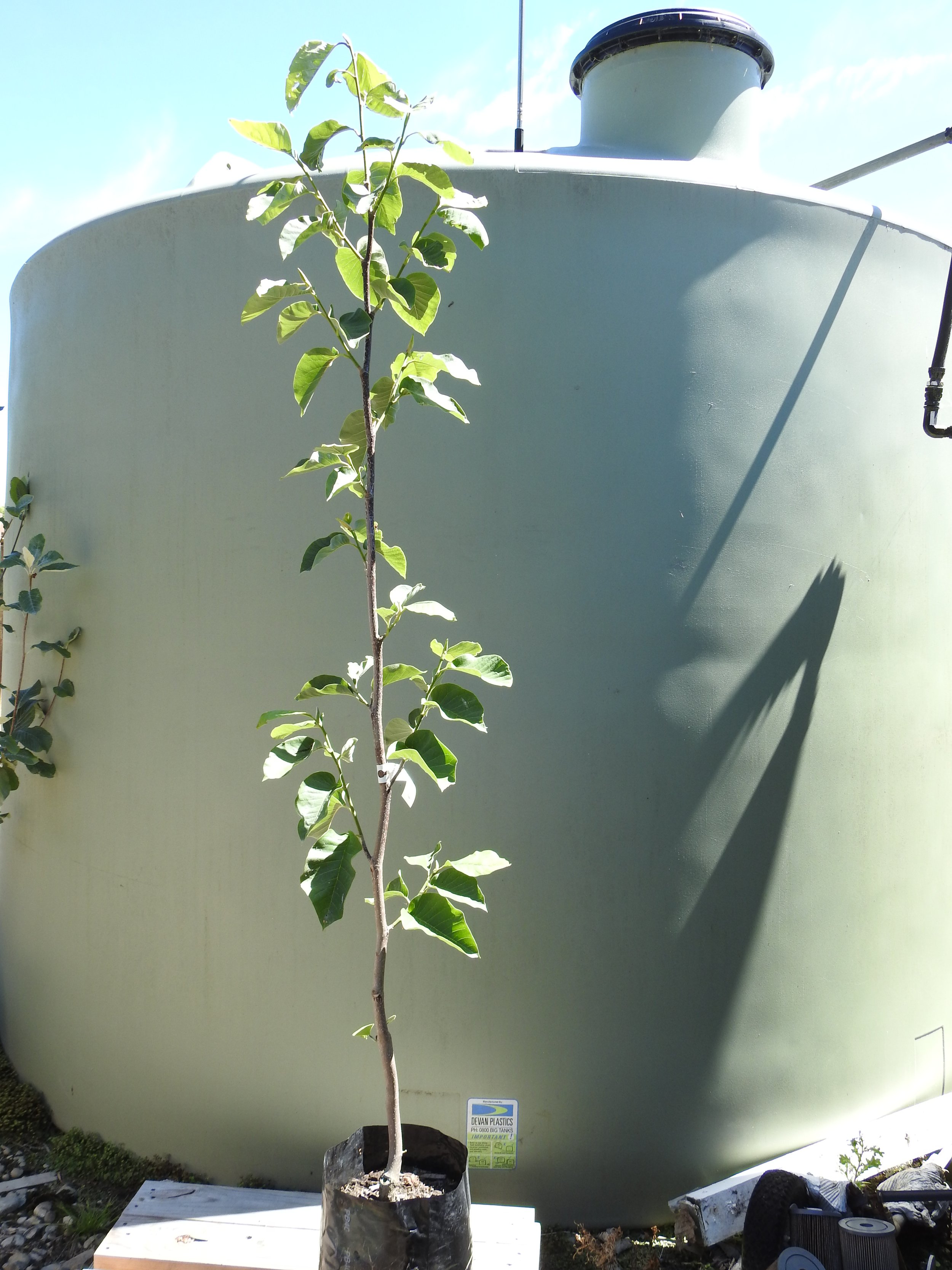 Magnolia Honey Tulip 1.JPG