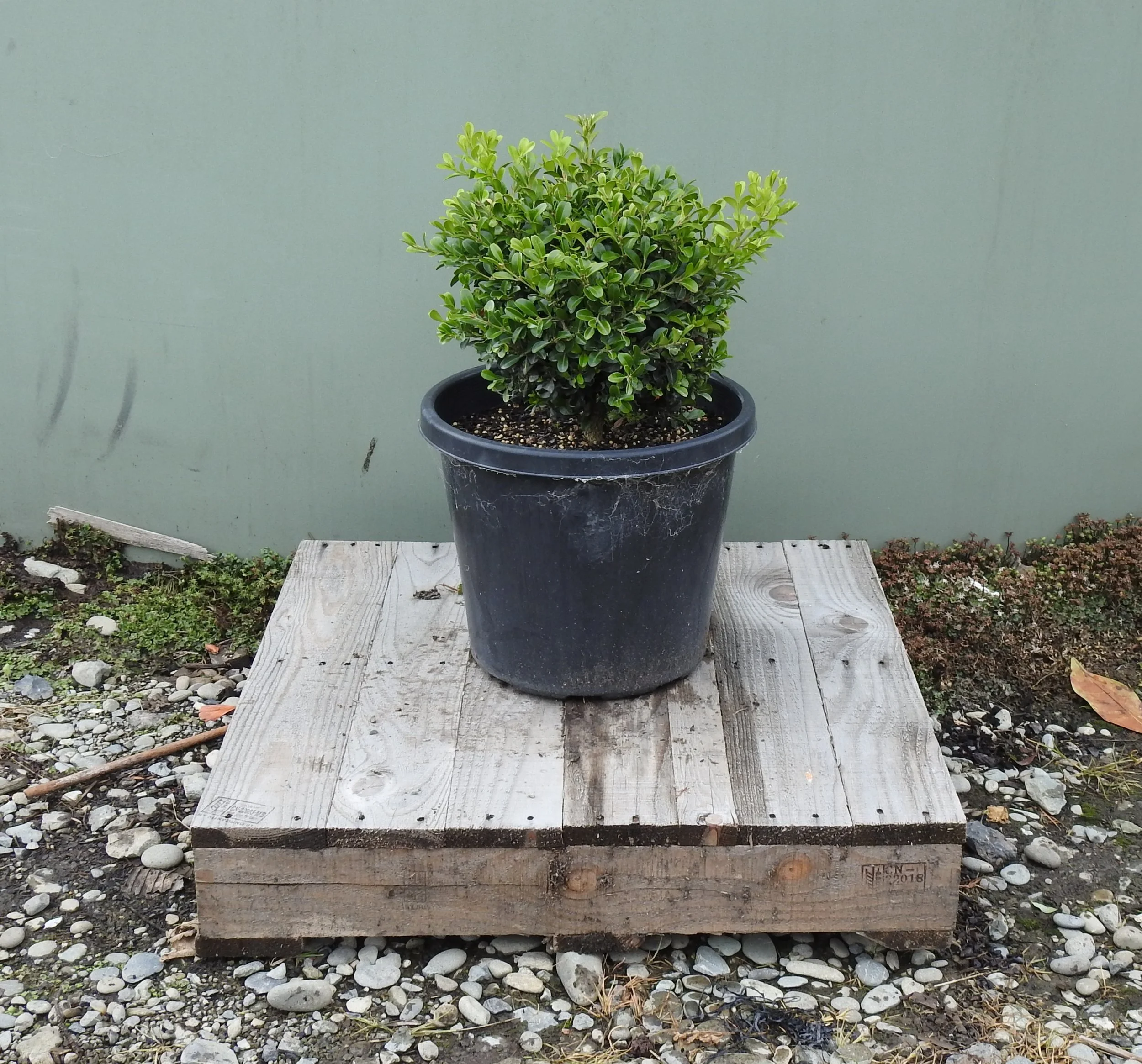 Buxus Microphylla Independence