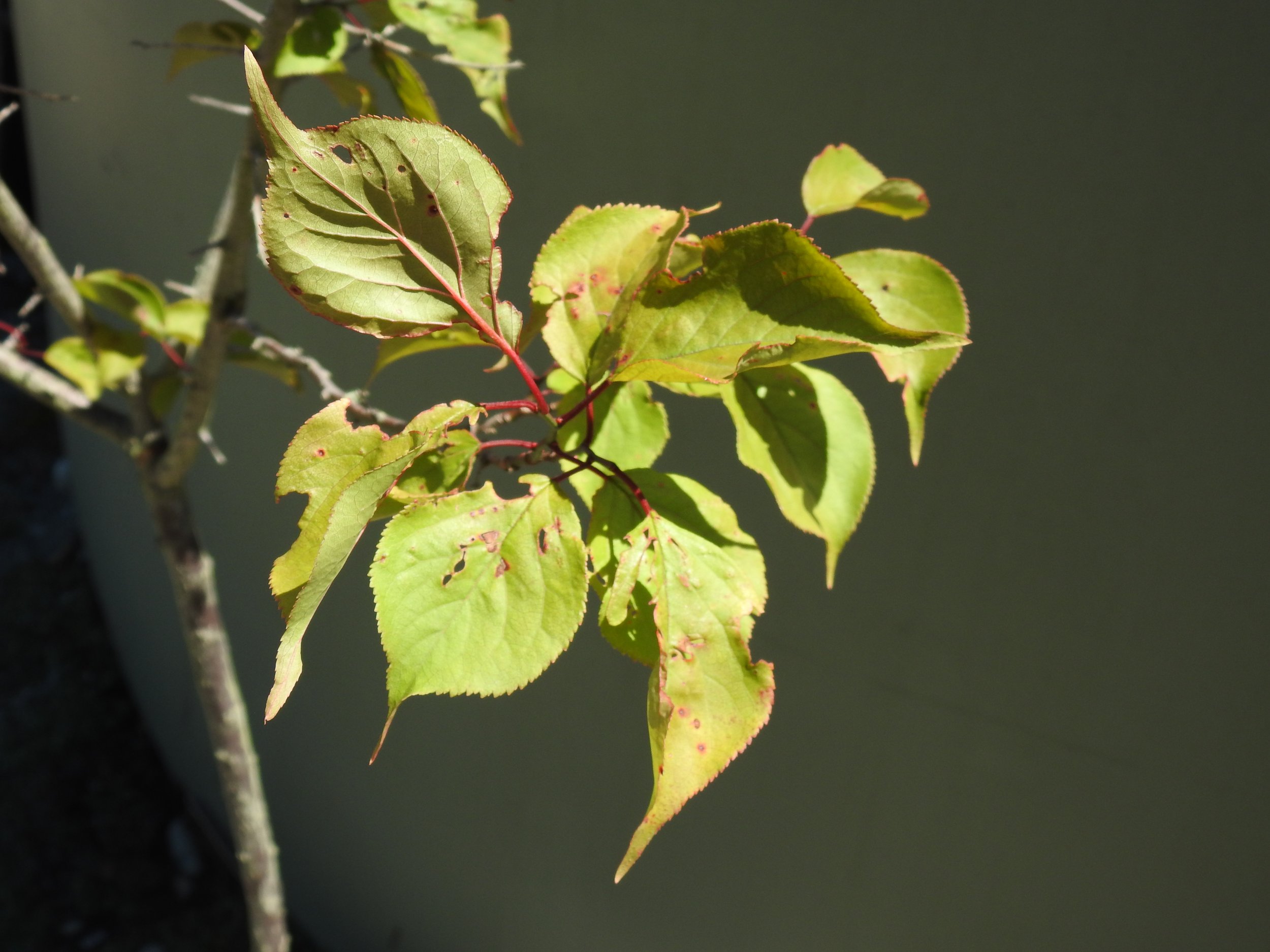 Close up Prunus Mume the Geisha.JPG