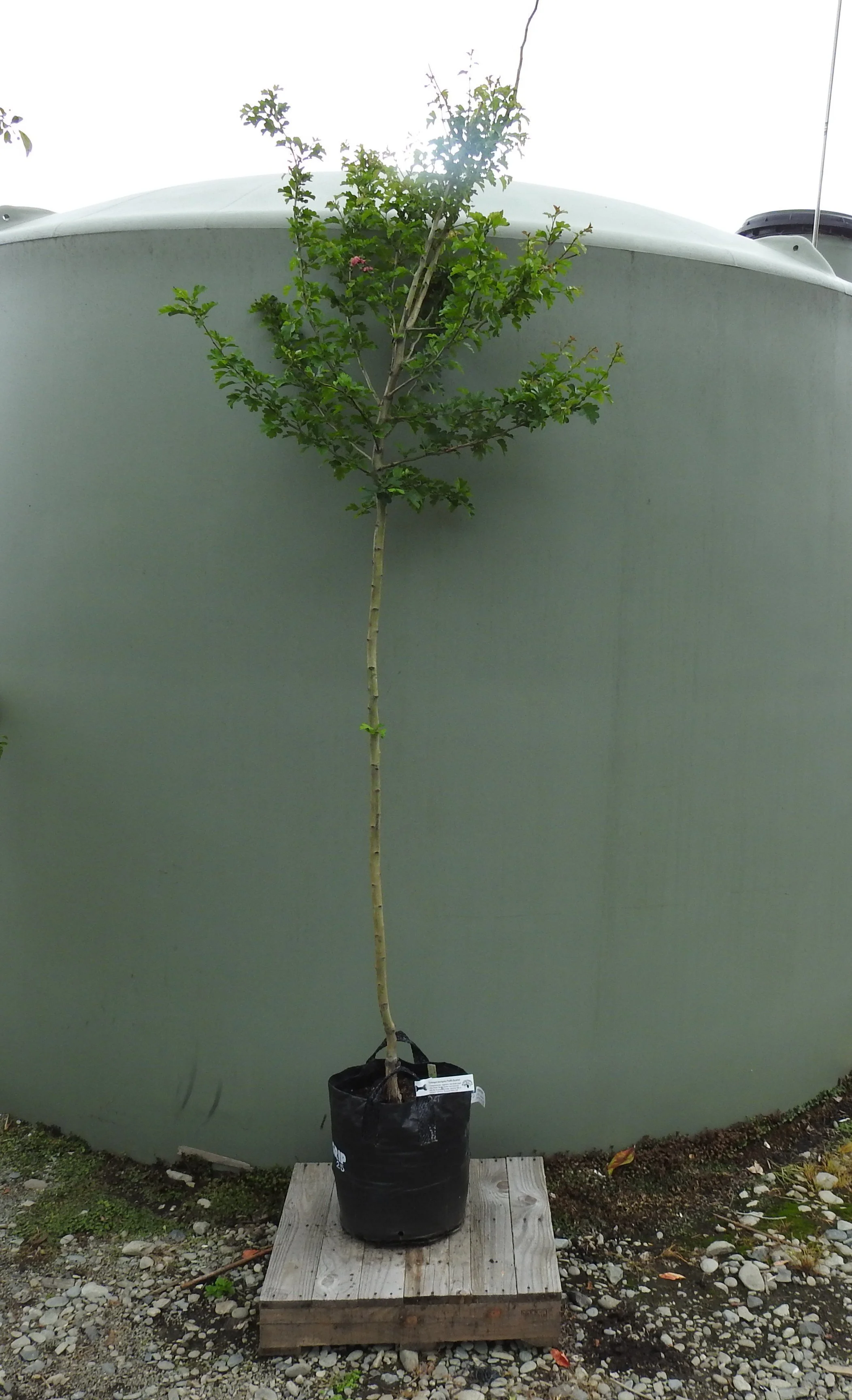 Crateagus Laevigata Paul's Scarlet