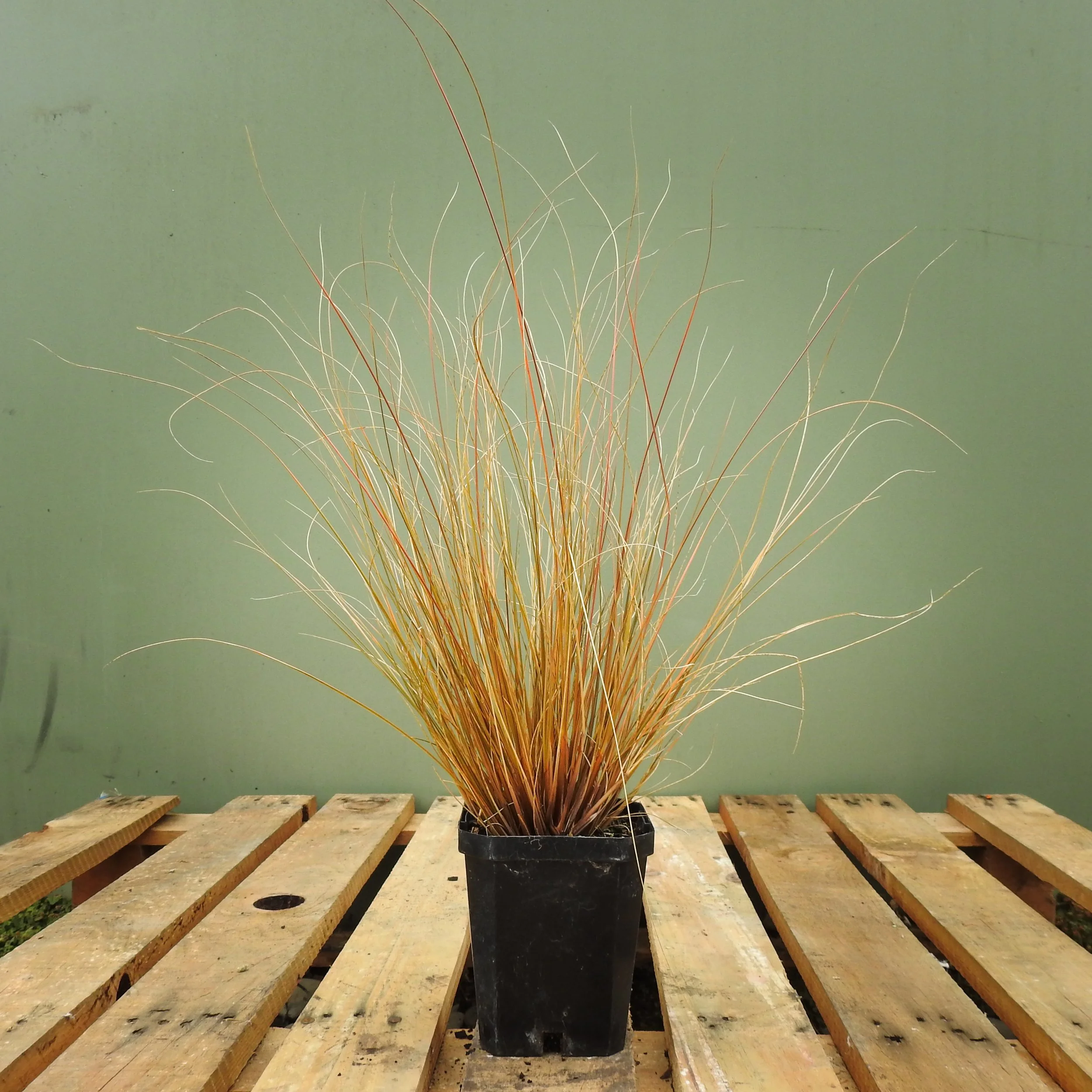 Chionochola rubra 1Lt.jpg