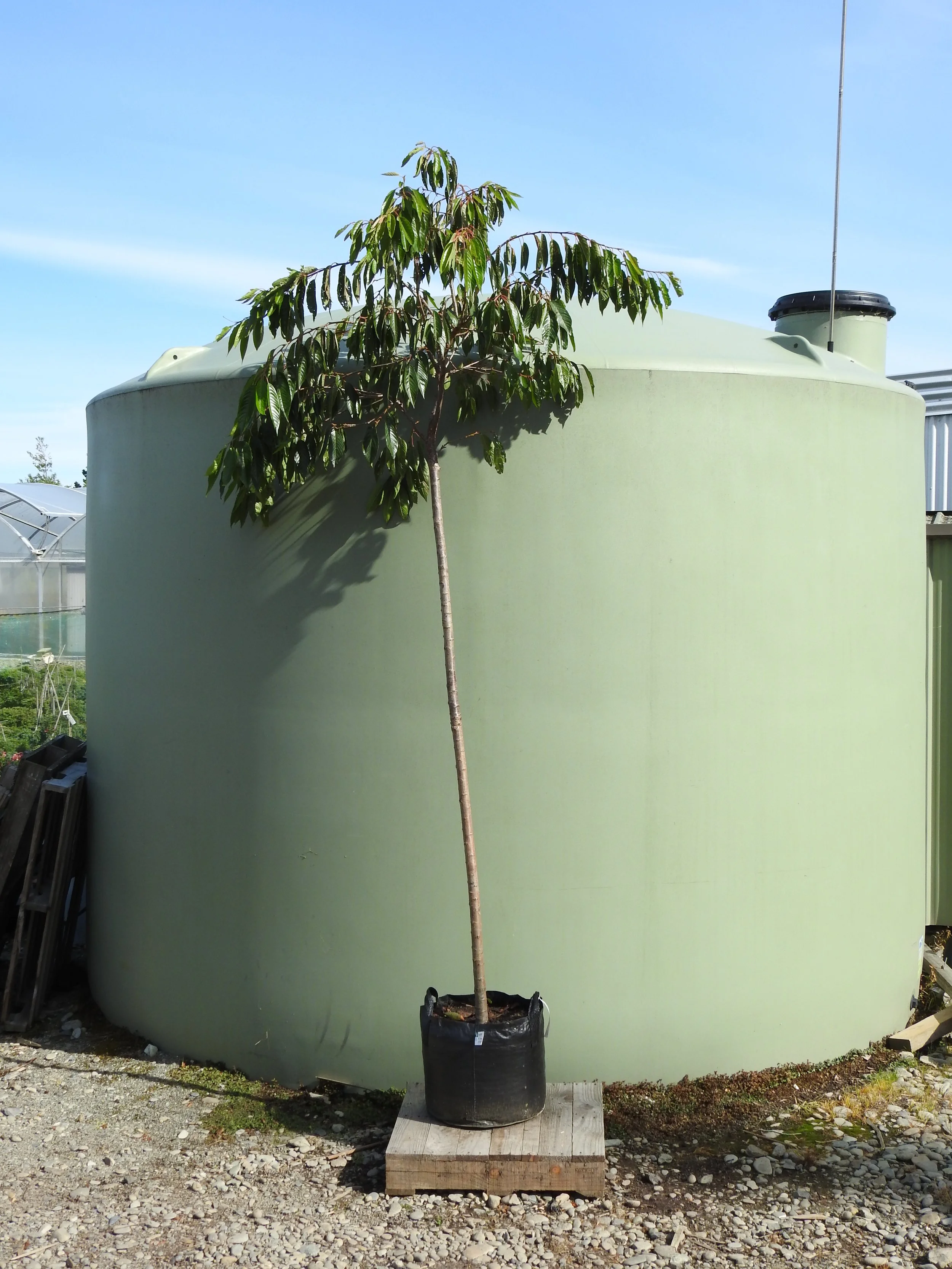 Prunus Mountain Ice.JPG