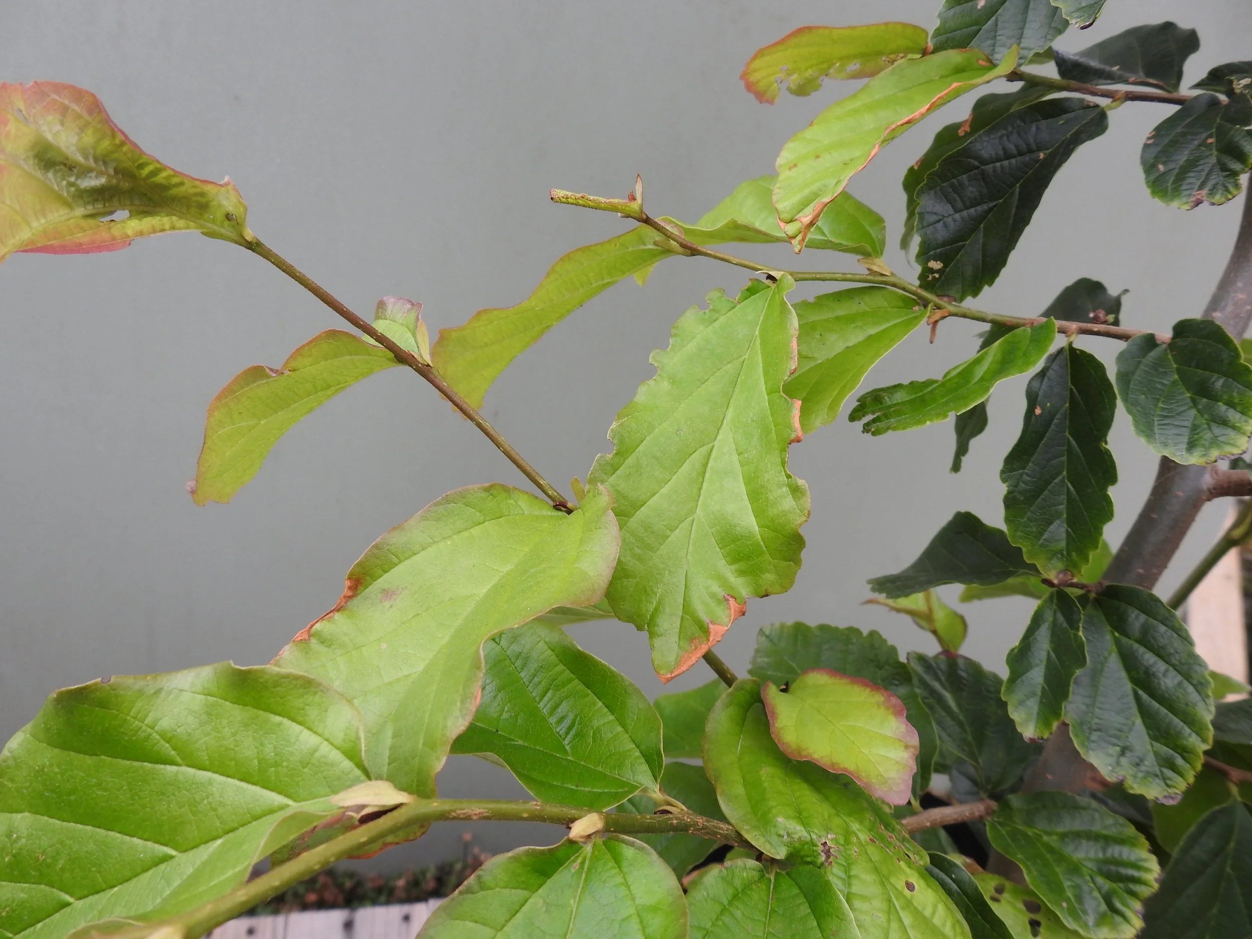 Close up Parrotia Persica.JPG