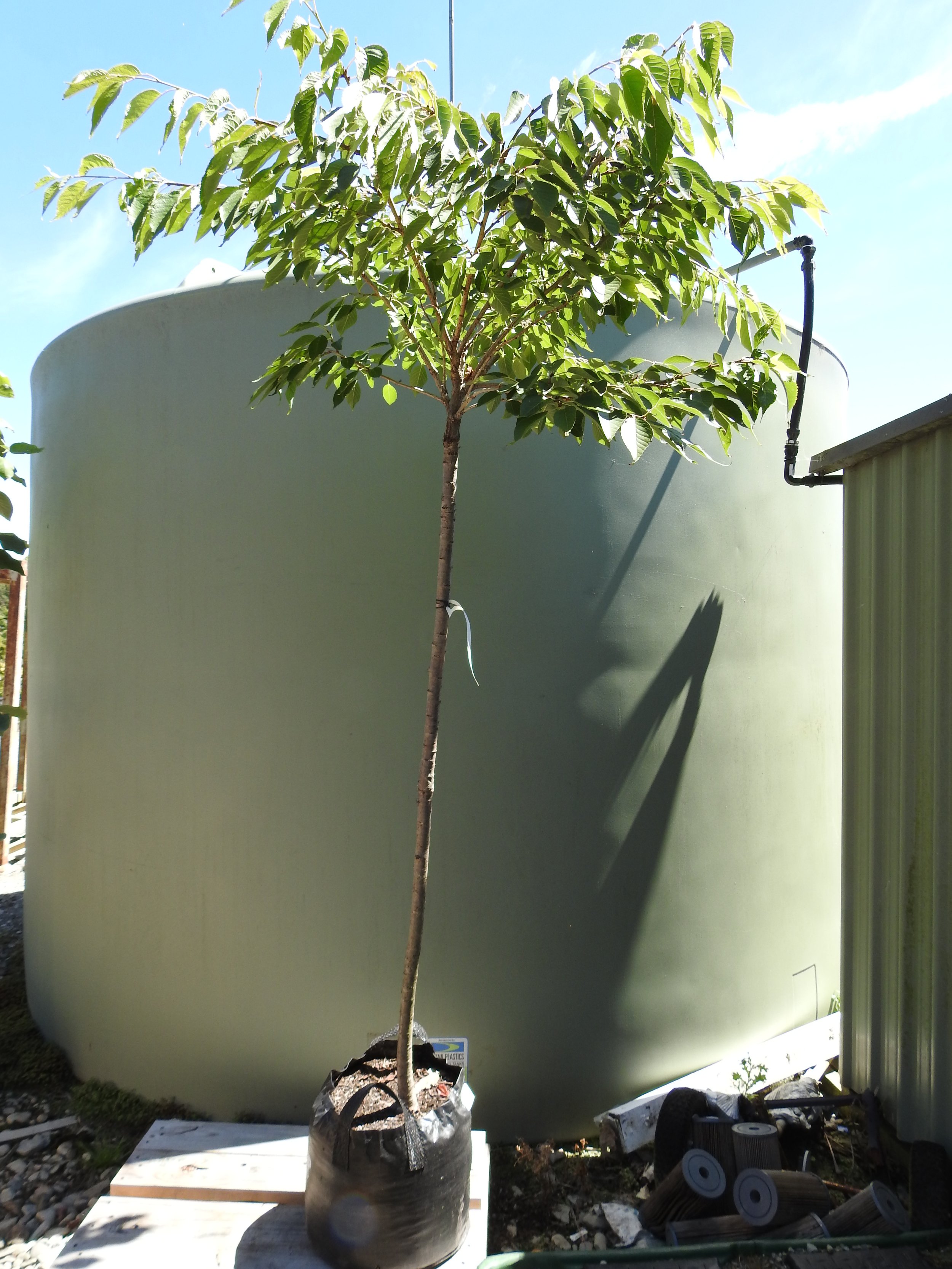Prunus shimidsu sakura