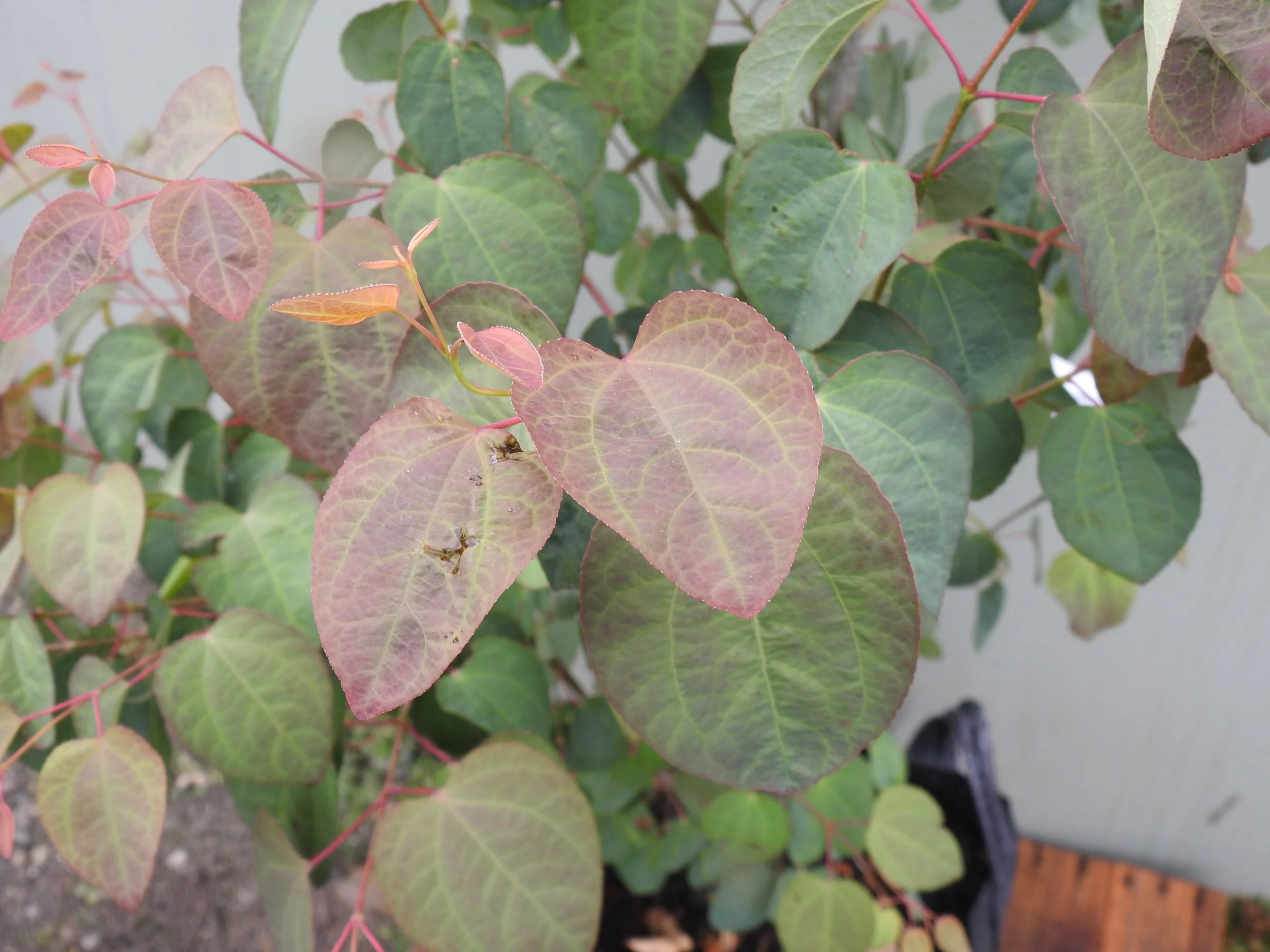 Close up Cercidiphyllum Japonicum.JPG