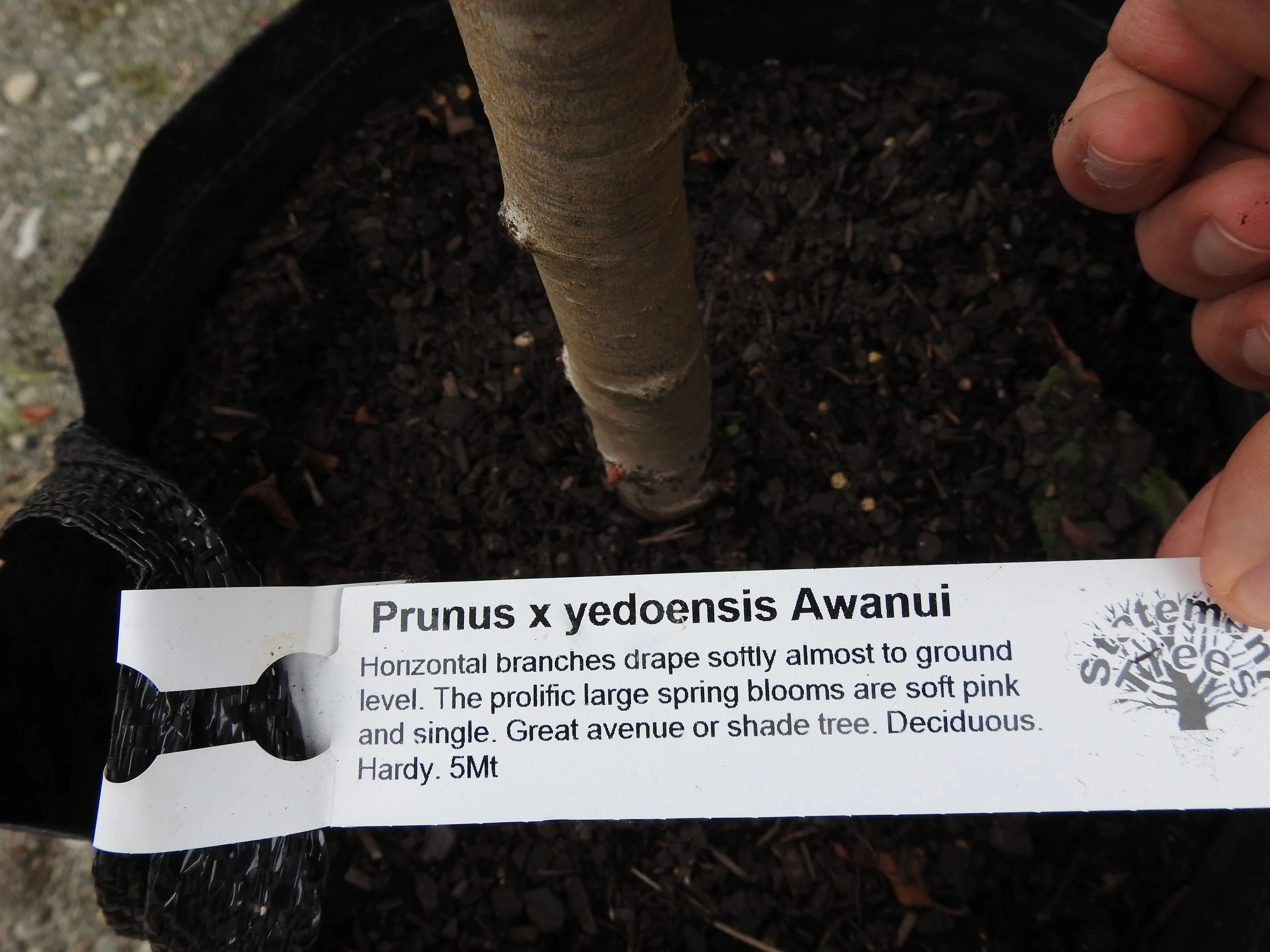 Description Prunus x Yedoensis Awanui.JPG