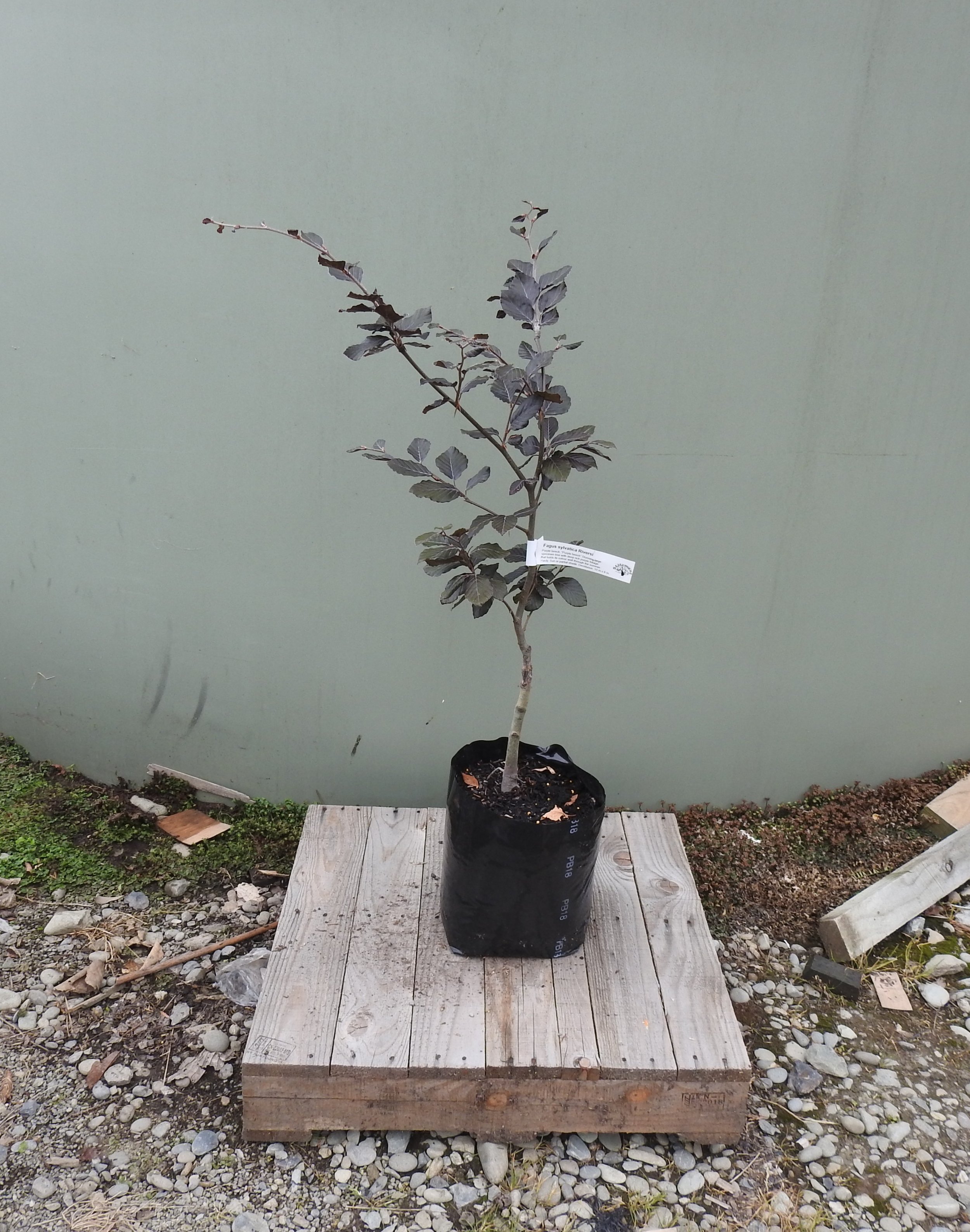 Fagus Sylvatica Riversi.JPG