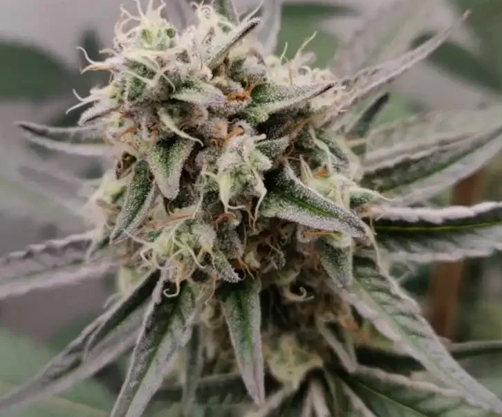 New Jersey Governor Visits Prolific Growhouse, Praises “Legacy-to-Legal” Cannabis Success Story
