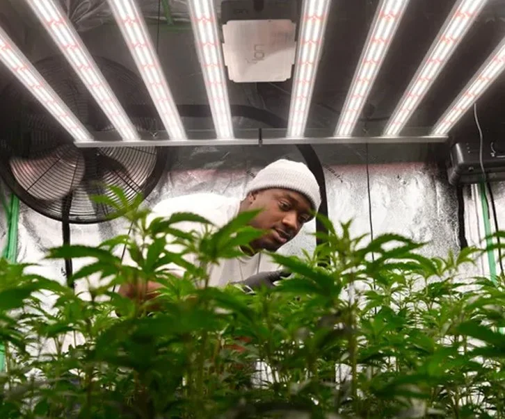 Independent NJ legal weed cultivators look to grow in competitive industry